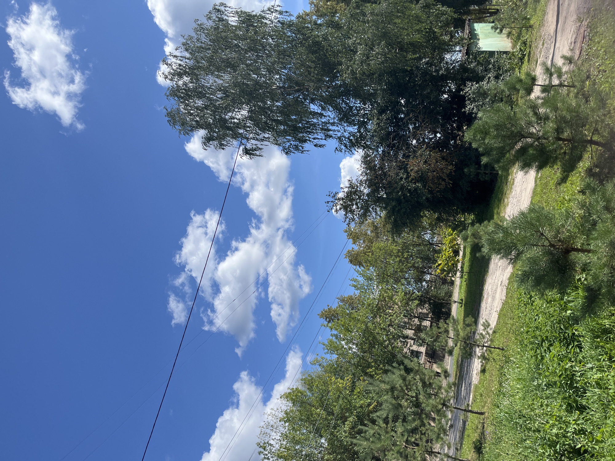 This is a vertical, eye-level, medium-shot photograph taken outdoors on a sunny day. The image is dominated by a bright blue sky with scattered white cumulus clouds and several thin, dark power lines stretching across it. Below the sky, the scene transitions to a lush green landscape featuring various trees and foliage. On the right side of the frame, a tall, slender birch tree with drooping branches stands out. In the foreground, several young pine trees are visible. A dirt path or road winds through the scene, with a small, dilapidated green shed visible in the background on the right. The background also includes hints of buildings, possibly brick structures, partially obscured by trees, suggesting a semi-urban or rural setting. The overall impression is one of a bright, natural environment with signs of human infrastructure. The photo does not contain any people.