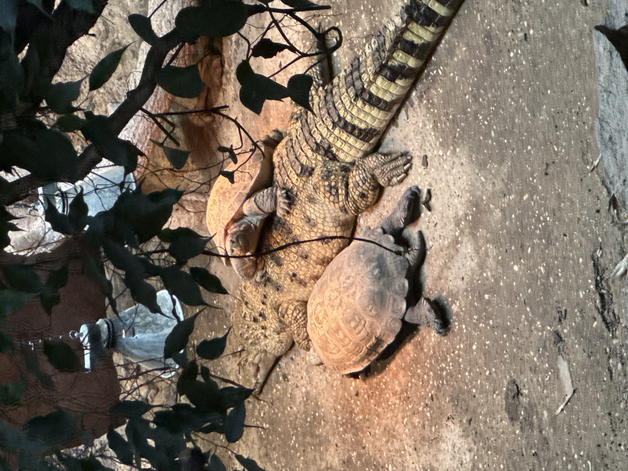 In an indoor enclosure, a crocodile lies on sandy ground, partially covered by a heat lamp's orange glow. Two turtles are positioned on the crocodile's back, one further up its body and the other closer to its tail. Lush green leaves hang from branches overhead, casting shadows on the scene. The background consists of textured rocks and a light-colored, possibly artificial, structure. The presence of a heat lamp suggests this is an exhibit in a zoo or wildlife park. The image does not provide any specific visual cues to determine its location within the City of Zagreb, Croatia.