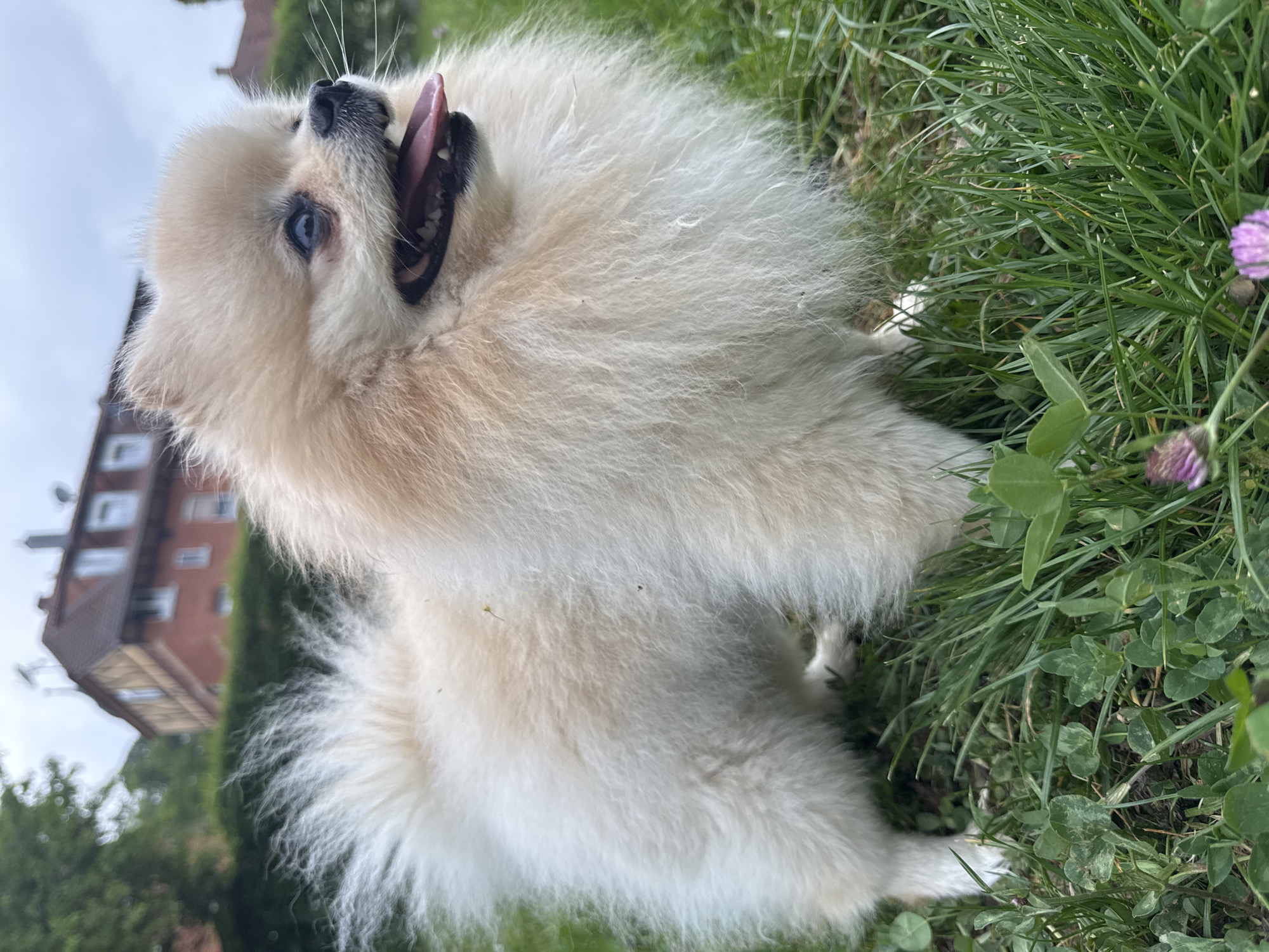 A Pomeranian dog sits in the grass in Bietigheim-Bissingen, Germany. The dog is panting and looking upwards. A building is visible in the background. There are green trees and bushes in the vicinity. Purple flowers are growing in the grass.