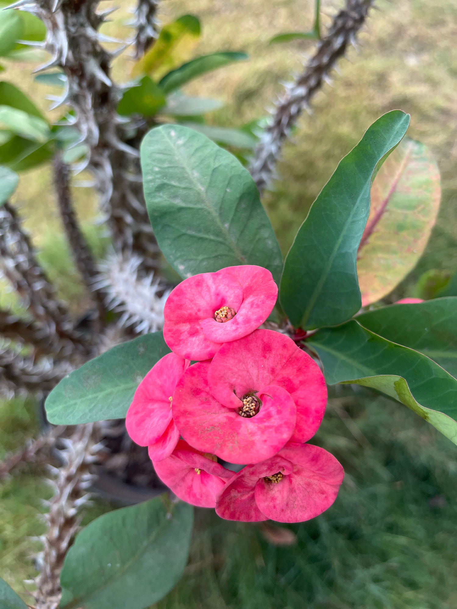 A close-up, overhead shot features a cluster of vibrant pink flowers, likely Crown of Thorns (Euphorbia milii), blooming from a spiny stem. The flowers, with their bright fuchsia petals and small, textured centers, are the main focal point. Surrounding the flowers are several broad, green leaves, some showing a hint of reddish-brown discoloration. In the background, the blurred form of a thorny stem with lighter, sharp spines is visible, along with a softly out-of-focus ground cover of green grass and dry earth. The overall impression is one of delicate blooms emerging from a formidable, protected plant. The image does not contain any individuals, actions, or interactions. It is not possible to determine the specific location within Kebumen, Indonesia, from the visual information provided.