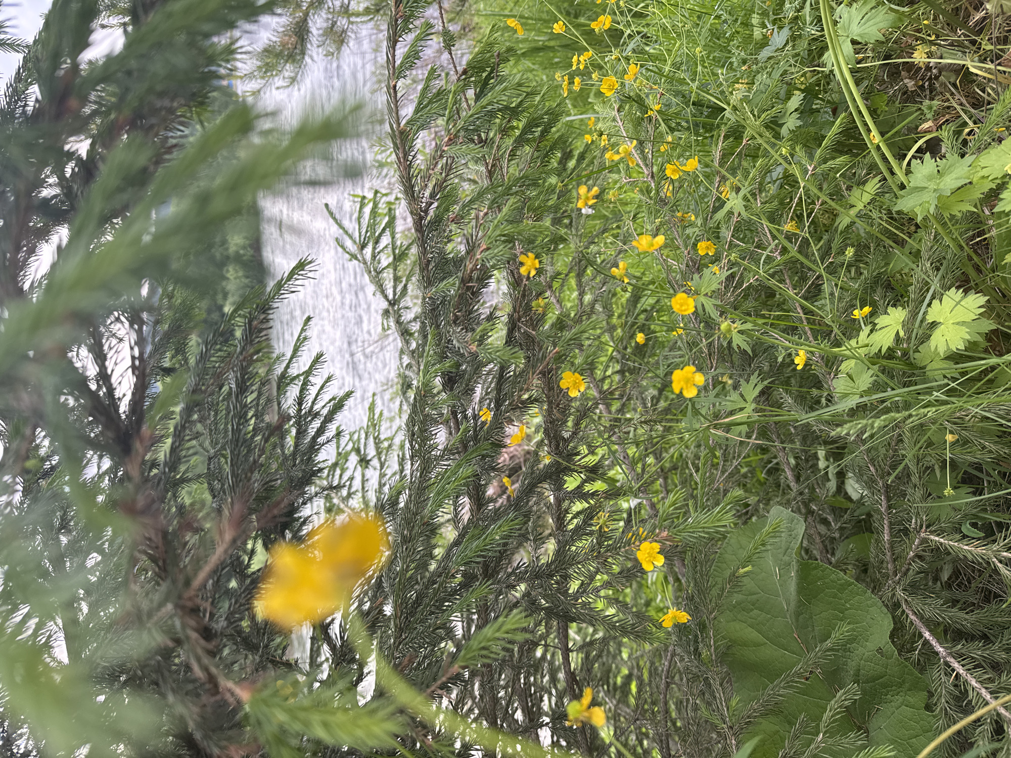 The image shows a natural scene with lush green vegetation and a body of water in the background. In the foreground, there are branches of a coniferous tree, possibly a spruce or fir, with fine, needle-like leaves. Scattered among the foliage and on the ground are numerous small yellow flowers, likely buttercups. A large, textured green leaf is visible on the left side, partially obscured by the coniferous branches. The background reveals a rippling body of water, possibly a river or lake, with a hazy green shoreline beyond. The overall impression is one of a serene, undeveloped natural landscape. This scene could be located in the vicinity of Narva, Russia, a city known for its natural beauty and proximity to water bodies.