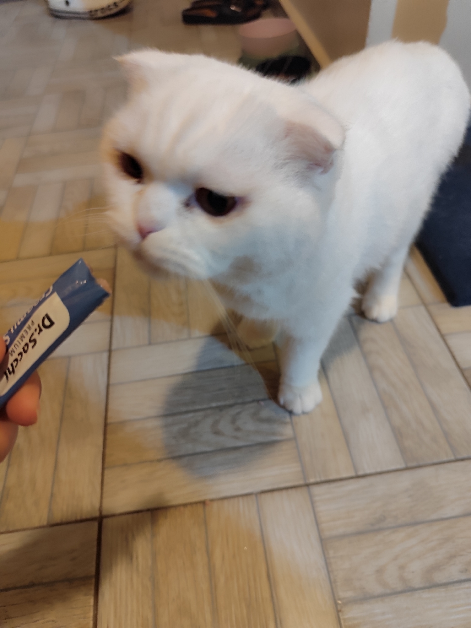 A white Scottish Fold cat stands on a tiled floor, facing a blue and white packet labeled "Dr. Sacchi PREMIUM". The packet is held in a person's left hand. The scene takes place indoors. The location in the city of Sarıyer, Turkey, is not explicitly identifiable from the visual elements of the image. Other objects partially visible in the background include a pair of sandals, a white shoe, and a light-colored shelf. The focus is on the cat and the food packet.