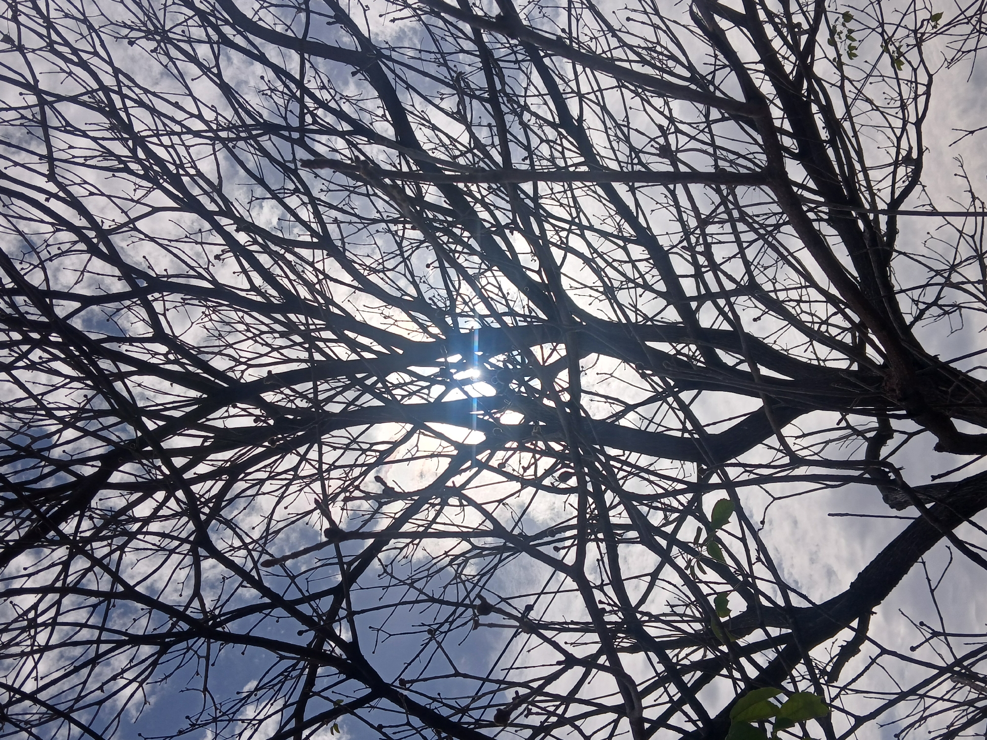 The image depicts a view looking up into the branches of a tree, silhouetted against a sky with scattered clouds. Sunlight is visible through the gaps in the branches. The tree appears to be mostly bare, with only a few leaves visible. The image was taken in Guayana City, Venezuela. There are no people or interactions visible in the image.
