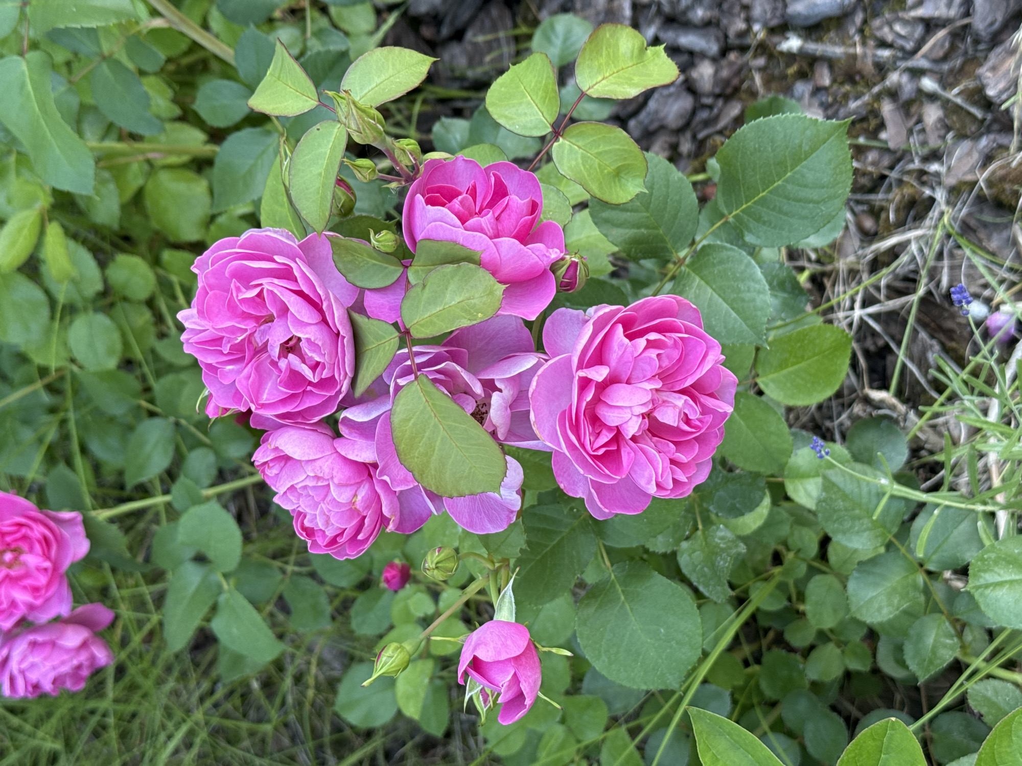 A cluster of vibrant pink roses with multiple layers of petals are in full bloom. The roses are on a plant with lush green leaves and several buds are visible, some appearing to be unfurling. The background consists of green foliage and some dark, textured ground cover which appears to be mulch or bark chips. A few blades of grass and tiny purple flowers are scattered around the base of the plant. The image is taken from a top-down perspective, focusing on the roses and their immediate surroundings. The setting appears to be a garden or outdoor landscape.