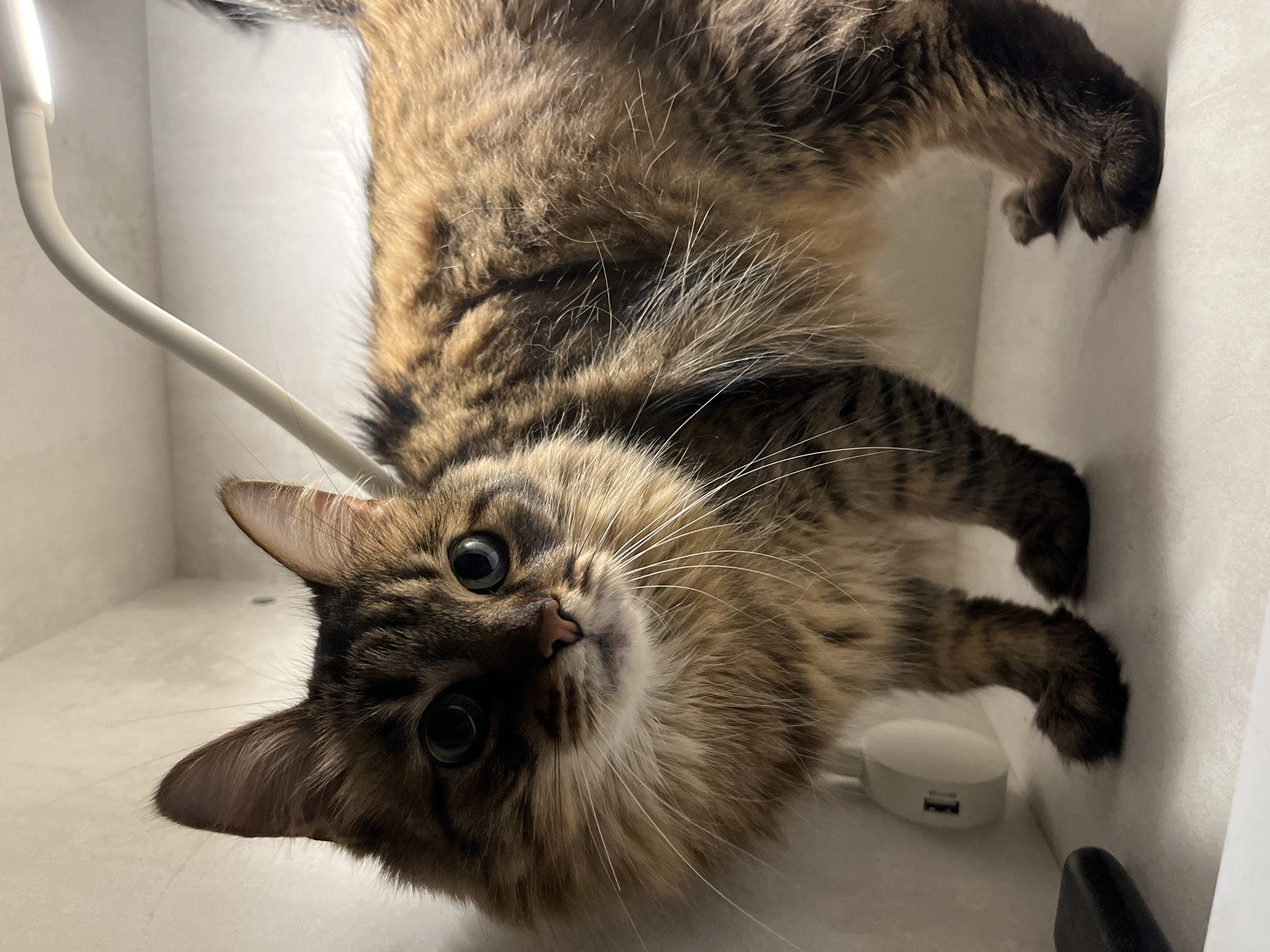A long-haired tabby cat stands in an indoor, well-lit space, possibly a room or a shelf. The cat is facing the viewer with its head tilted slightly to the left. Its fur is a mix of brown, black, and lighter brown stripes. The cat has large, round, blue-green eyes and prominent white whiskers. Behind the cat, a white desk lamp curves over its back, its light illuminating the scene. The background is a plain, light-colored wall. To the left of the cat, a white object with a USB port is mounted on the wall. The cat is standing on a light-colored surface that appears to be a shelf or a table.