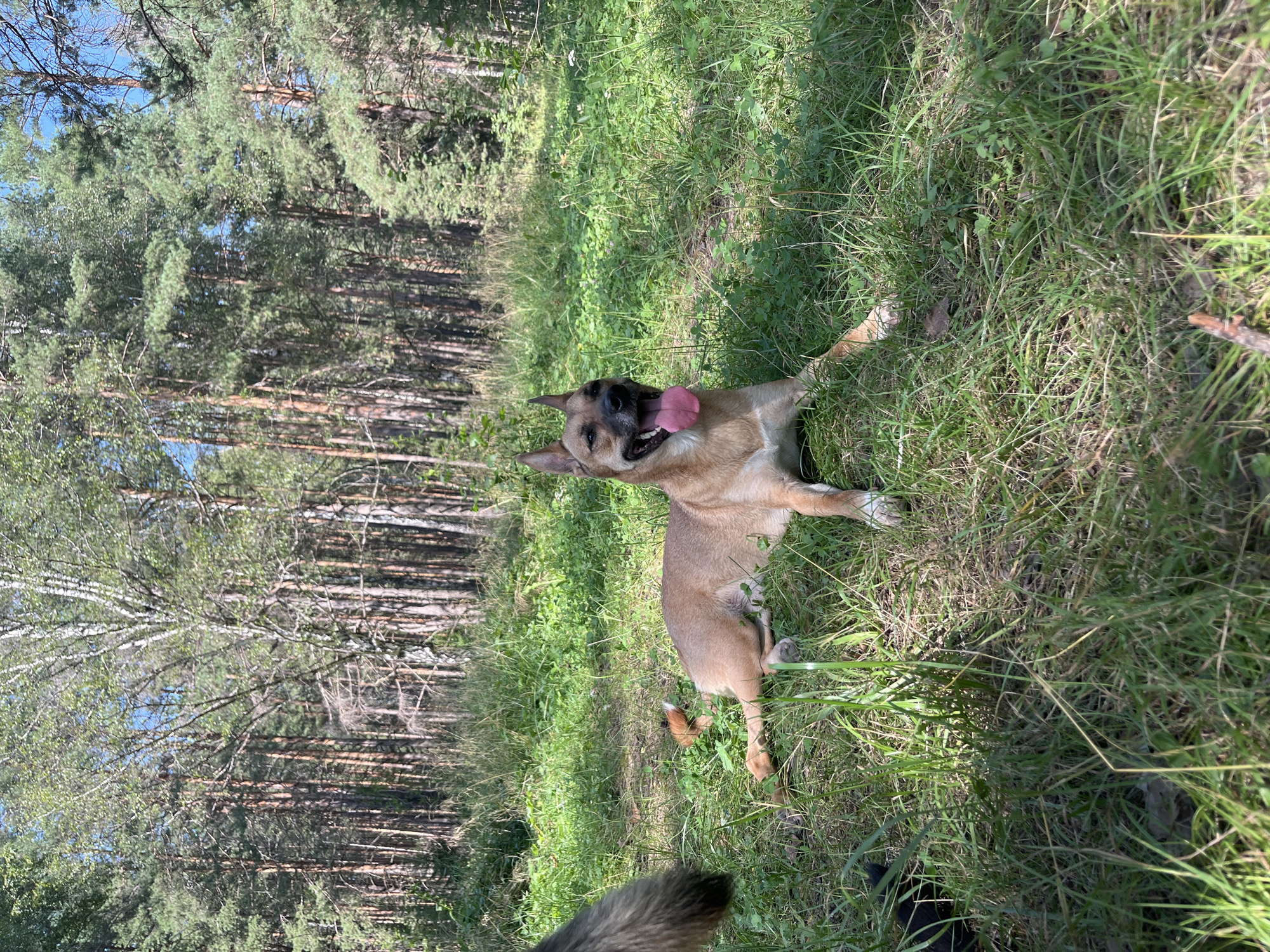 A tan dog with pointy ears is lying down in a grassy area in front of a forest. The dog is panting with its tongue out. In the background, there are many tall, thin trees with green leaves and some with white bark. The ground is covered in green grass and clover. The sun is shining brightly, casting shadows on the ground. The location is the city of Nizhny Tagil, Russia.