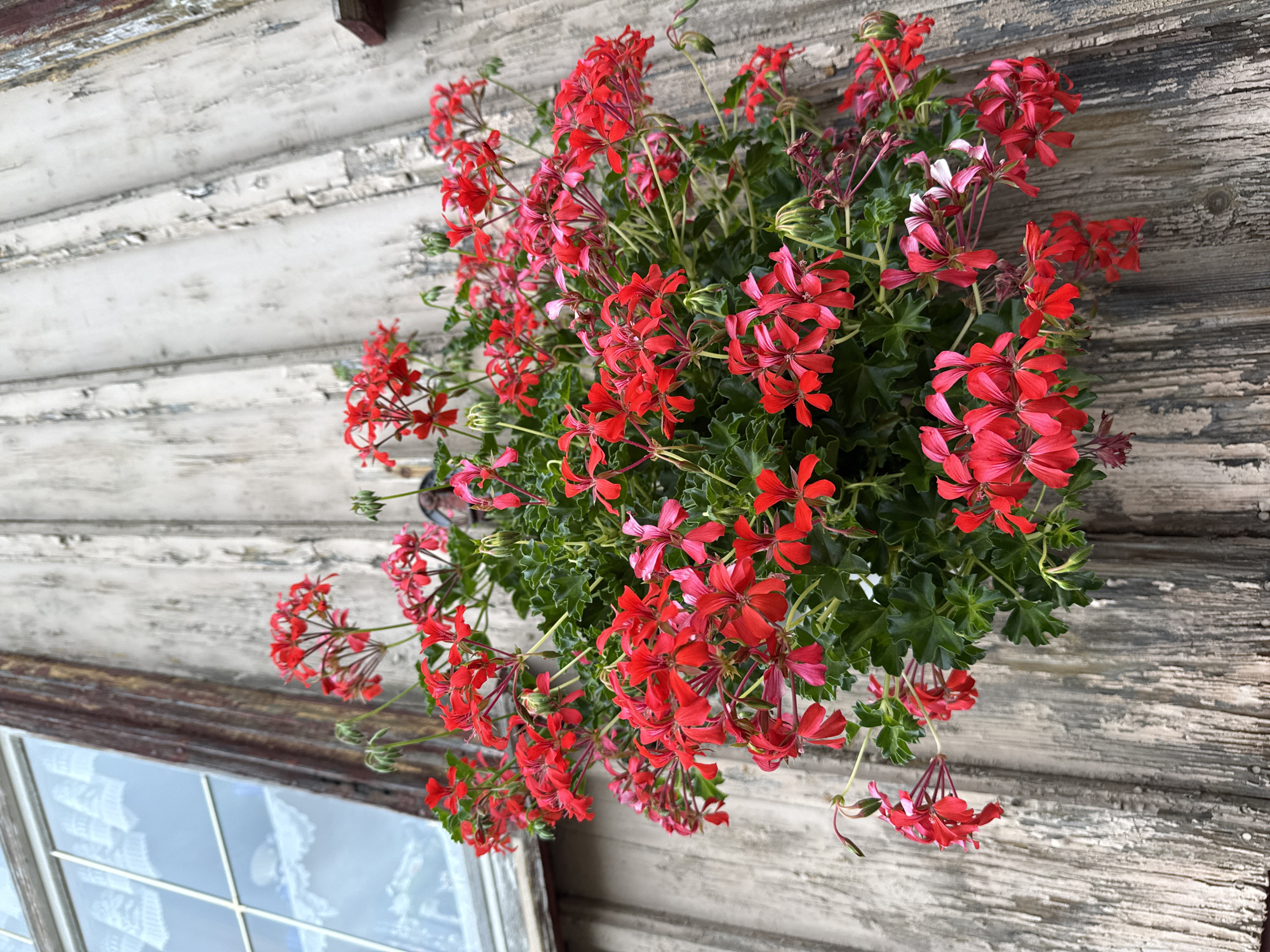 A close-up, eye-level shot captures a vibrant cascade of bright red geraniums overflowing from a hanging planter against a weathered wooden wall in Walkenried, Germany. The wall, painted a distressed off-white with vertical planks showing through, creates a rustic backdrop. To the left, a portion of a window with white lace curtains is visible, its panes reflecting the overcast sky. The focus is on the dense foliage and numerous delicate, star-shaped red flowers, some with hints of pink, which dominate the center and right of the frame. The planter itself is obscured by the profusion of blooms. There are no people present in the image.