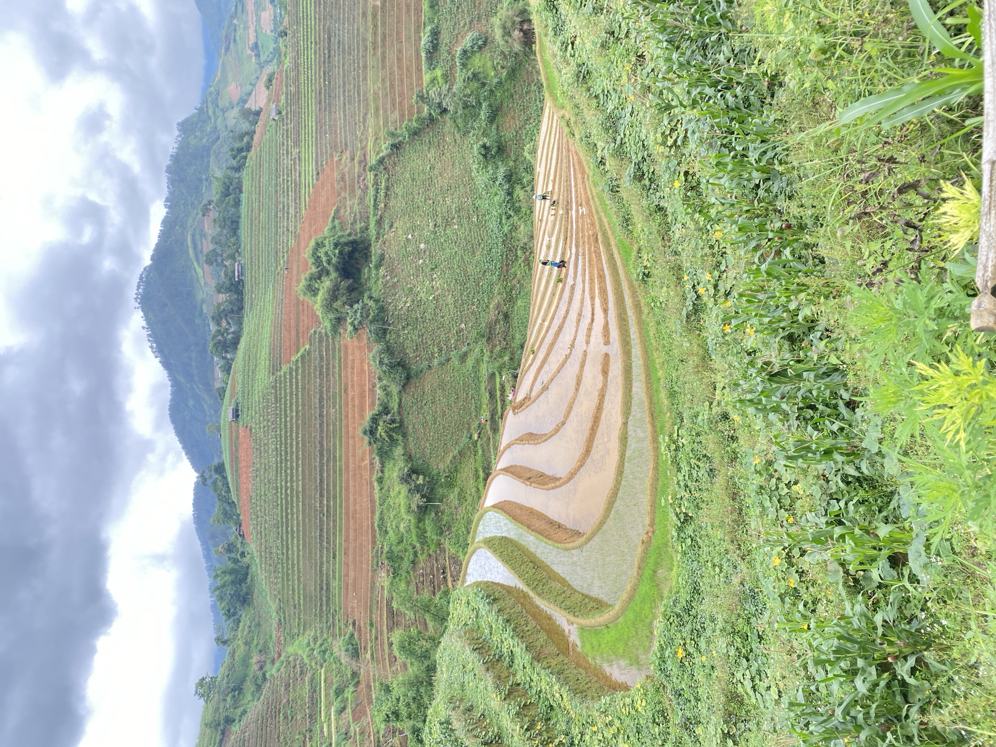 This image depicts a mountainous agricultural landscape in Dế Xu Phình, Vietnam, under an overcast sky filled with heavy grey clouds. Numerous terraced fields, some appearing cultivated with green crops and others showing exposed reddish-brown soil, ascend steep hillsides in the background and midground. Scattered small structures, possibly houses or huts, are visible on the higher slopes amidst dense green foliage. In the lower-midground, a series of curving rice paddies filled with water reflect the sky, with some areas showing young green rice shoots. Three individuals are observed working within one of these flooded paddies, wearing hats and appearing engaged in planting or maintenance activities. The foreground features a dense mix of green vegetation, including discernible corn stalks with young ears and other leafy plants interspersed with small yellow flowers. A light-colored wooden structure is partially visible at the bottom edge.
