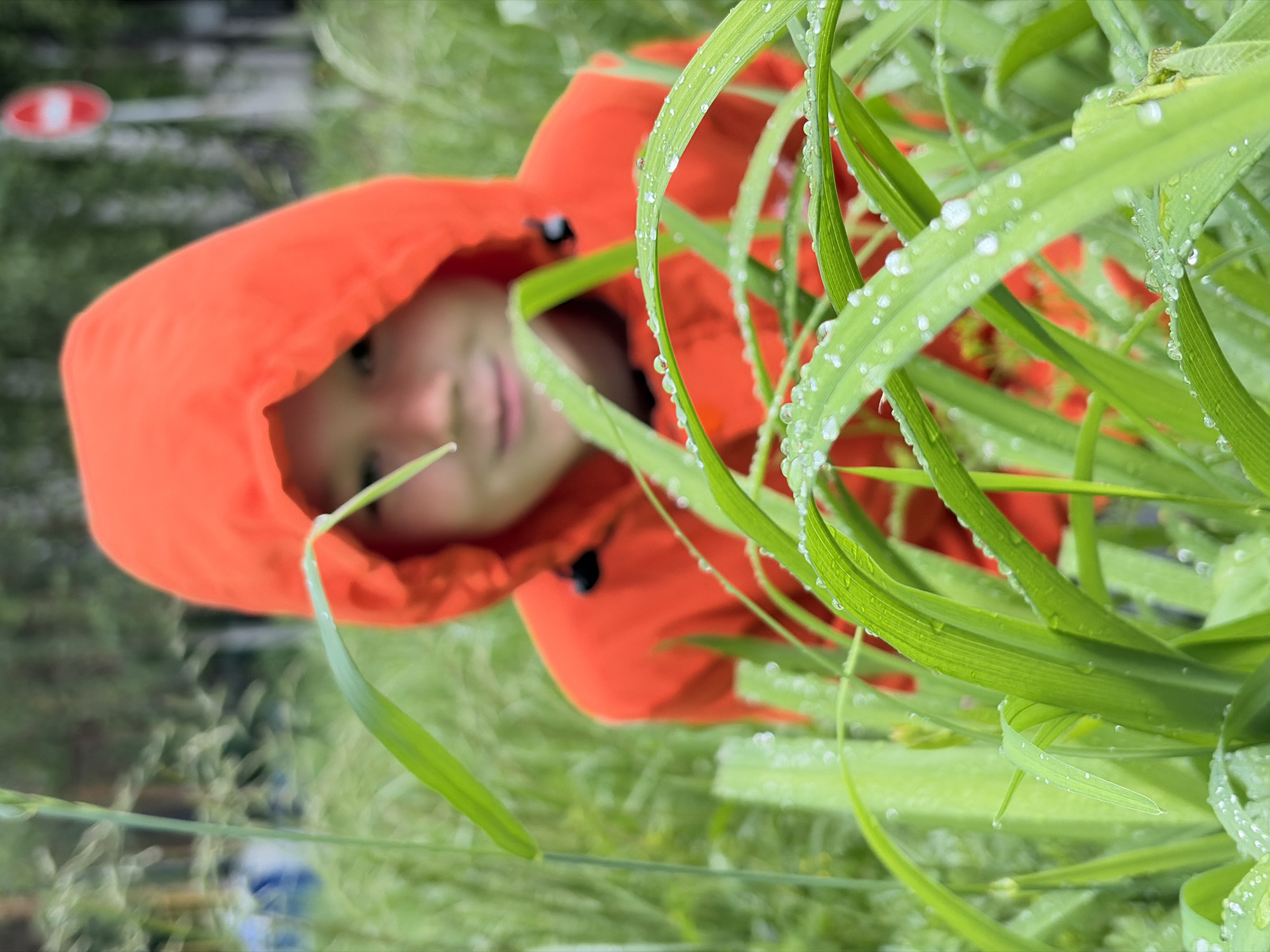 This close-up, dynamically angled image captures a young child peeking through a dense field of vibrant green grass, heavily laden with glistening dew drops. The scene is set outdoors, likely in Chaikovsky, Russia, suggesting a natural environment such as a field or garden.
The primary subject is a child, whose face is partially visible and softly focused behind the foreground grass. The child is wearing a bright orange hooded jacket, which stands out against the green backdrop. Their expression appears calm and curious, as if observing or playing within the tall grass.
The foreground is dominated by the crisp green blades of grass, meticulously detailed with countless small, spherical water droplets, which indicate either an early morning setting with heavy dew or a recent rain shower. These droplets reflect light, adding a sparkling texture to the foliage.
In the blurred background, more green areas are visible, along with an indistinct red and white oval shape, which could be a distant sign or an object in the environment. The activity taking place seems to be one of quiet exploration or interaction with nature. There is no visible text in the image. The overall impression is one of fresh, damp conditions, typical of morning or post-rain, and evokes a sense of childhood wonder and connection with the natural world.