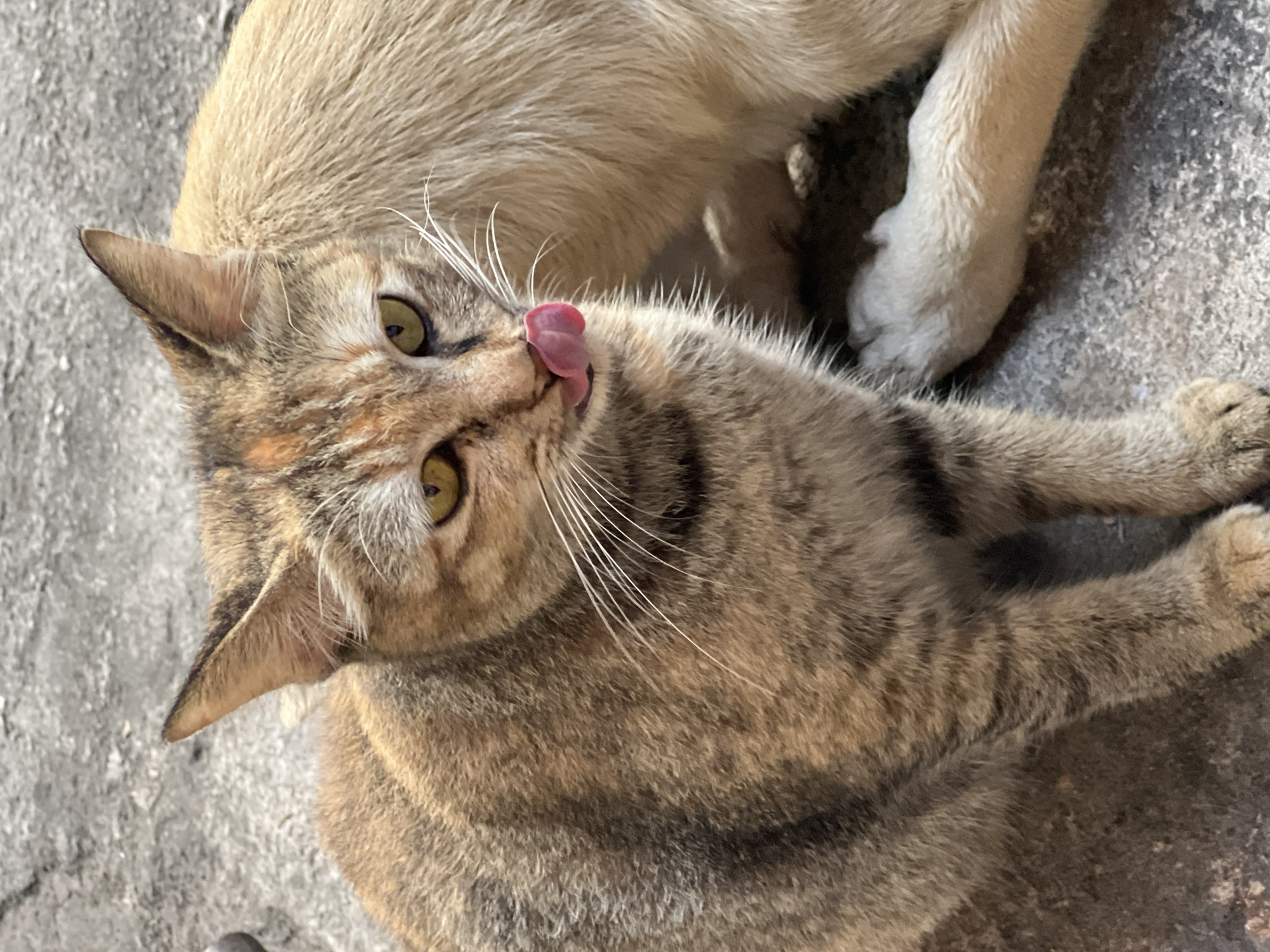 A close-up, eye-level shot focuses on two cats sitting on a textured, grey, outdoor surface, likely a paved area in Denpasar, Indonesia. The cat in the foreground, a tabby with brown, black, and orange markings, sits facing left with its head turned towards the camera. Its yellow eyes are alert, and its pink tongue is visible, licking its nose. Long, white whiskers fan out from its muzzle. Behind and to the right of the tabby, a lighter-colored cat, possibly cream or light tan, is partially visible, sitting with its back mostly to the camera. One of its paws is extended towards the viewer. The lighting suggests it is daytime, casting subtle shadows on the ground.
