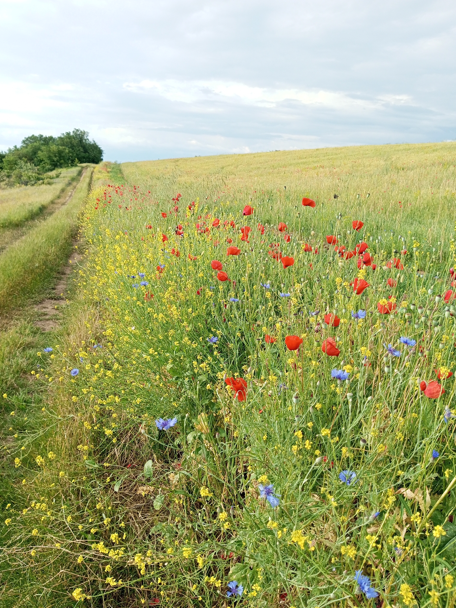 A dirt path winds through a field of wildflowers, with red poppies and yellow blossoms dominating the foreground. The path runs along the left side of the image, bordered by tall green grass. To the right, a vast field of wheat stretches towards the horizon, its golden stalks creating a textured backdrop. In the distance, a dense cluster of green trees lines the edge of the field. The sky above is a pale blue, with scattered, wispy clouds. The overall impression is one of a serene, rural landscape bathed in natural light.
