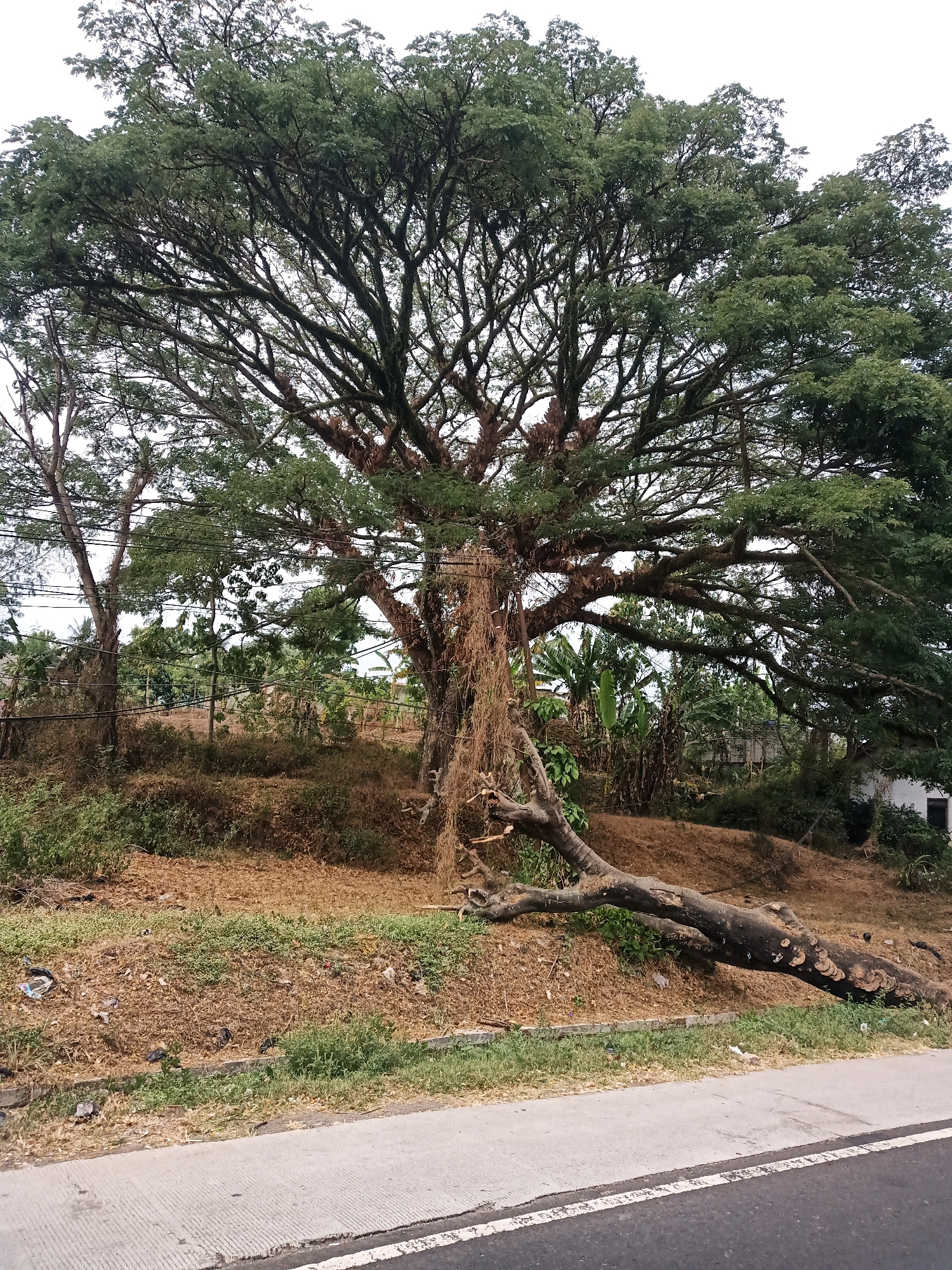 The image depicts a large, mature tree with an expansive canopy, located next to a paved road. A substantial fallen branch from the tree lies on the ground, partially across a grassy embankment. The embankment is covered with dry grass and some scattered debris, including plastic bags. In the background, there are other trees, vegetation, and a building with a white exterior and a dark window. The scene appears to be in a semi-urban or rural area, with overhead power lines visible. The sky is overcast. This scene is located in Garut, Indonesia, a city known for its natural beauty and agricultural landscapes, often characterized by lush vegetation and mountainous terrain.