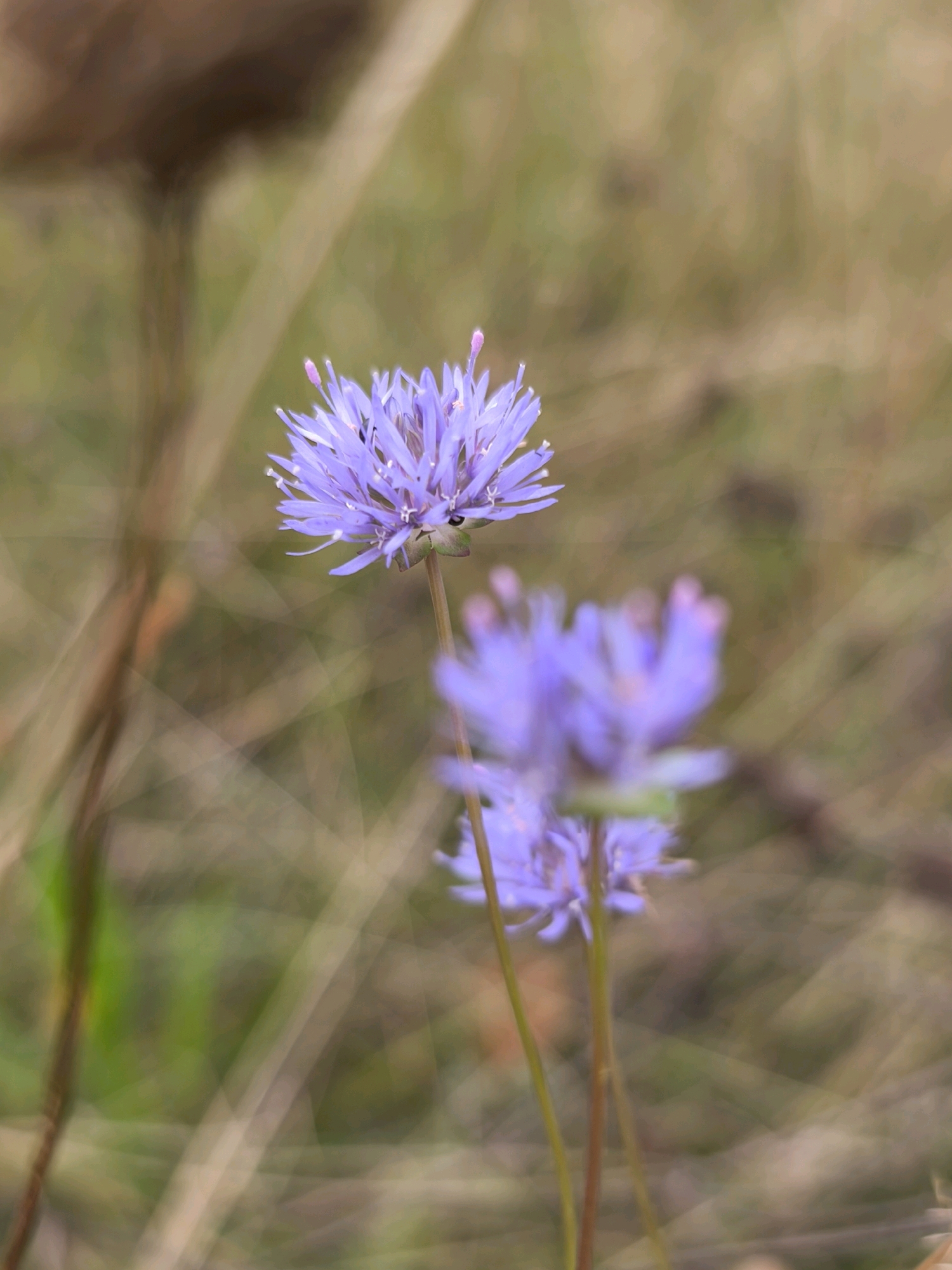 The image displays a shallow depth of field focusing on a cluster of purple flowers. The primary flower, located in the upper left quadrant, is in sharp focus, showcasing its intricate, star-like structure with delicate petals and pink stamen. Behind it, two other purple flowers are blurred, creating a soft bokeh effect. The background consists of muted, earthy tones of green and brown, suggesting a natural, outdoor environment, possibly a meadow or field. The stems of the flowers are thin and appear to be growing amongst dry grass or foliage. There are no people or any discernible man-made objects. This image does not provide any information that would allow for a specific location within the city of Mahilyow, Belarus.