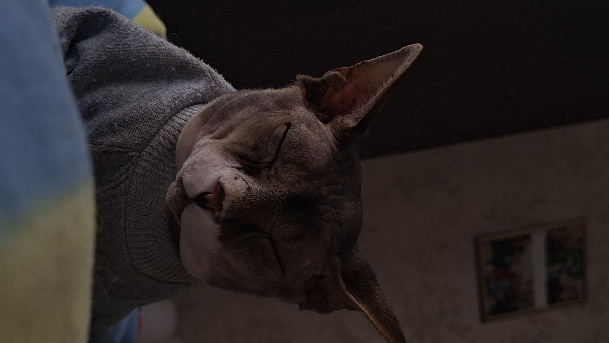 An indoor, medium shot captures a hairless cat, likely a Sphynx breed, wearing a grey, ribbed sweater. The cat is positioned centrally in the frame, facing forward with its eyes closed, giving it a serene or sleepy appearance. Its skin is a mottled greyish-pink. The background is dimly lit, with a dark area on the left and a textured wall on the right. A framed picture, containing what appear to be multiple photographs, hangs on the wall in the upper right quadrant of the image. The cat is resting on bedding that features blue and yellow sections, visible in the foreground. The overall impression is one of domestic tranquility. The image does not provide any specific information that would indicate its location in the city of Myadzyel, Belarus.
