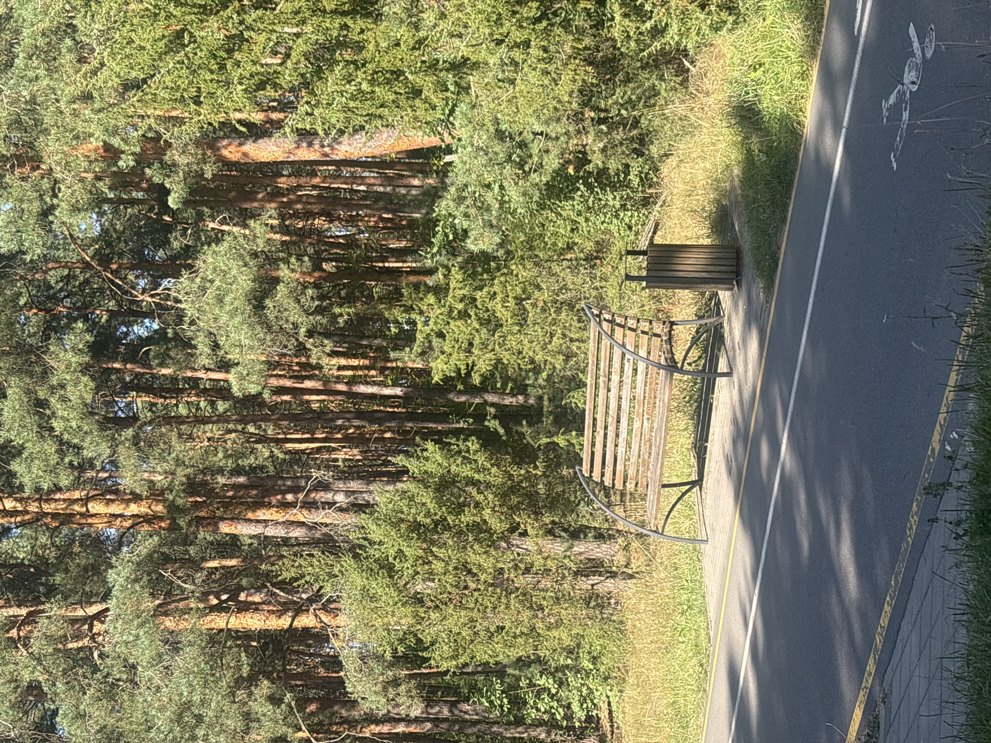 The image depicts a park scene in Salihorsk, Belarus, featuring a paved pathway, a wooden bench, a trash receptacle, and a dense forest of tall pine trees. The pathway is black asphalt with yellow and white line markings, suggesting a designated route for pedestrians or cyclists. The bench, made of wooden slats and supported by curved metal legs, is positioned on a paved area adjacent to the pathway. A cylindrical wooden trash bin stands near the bench. The background is dominated by a thick growth of evergreen trees, predominantly pines, with some smaller green bushes and dry grass in the foreground. The sunlight casts shadows on the pathway, indicating it is daytime. There are no people visible in the image.
