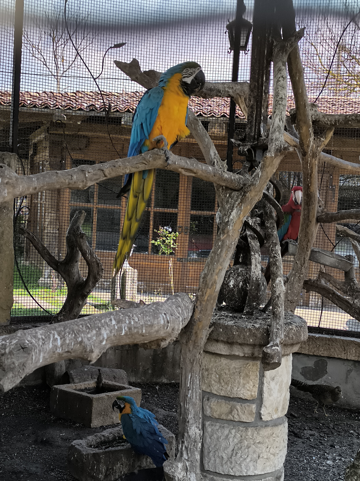 The image depicts an aviary with a wire mesh enclosure. Inside, a blue and gold macaw perches on a branch in the upper left. Another blue and gold macaw sits near the bottom of the frame next to a stone structure resembling a bird bath. A red and green macaw is perched on another branch towards the right side of the frame. The aviary contains weathered branches and stone structures. In the background, a building with a red tile roof is visible through the mesh. At ground level, a pheasant is walking around. The image was taken in Kalimantsi, Bulgaria.