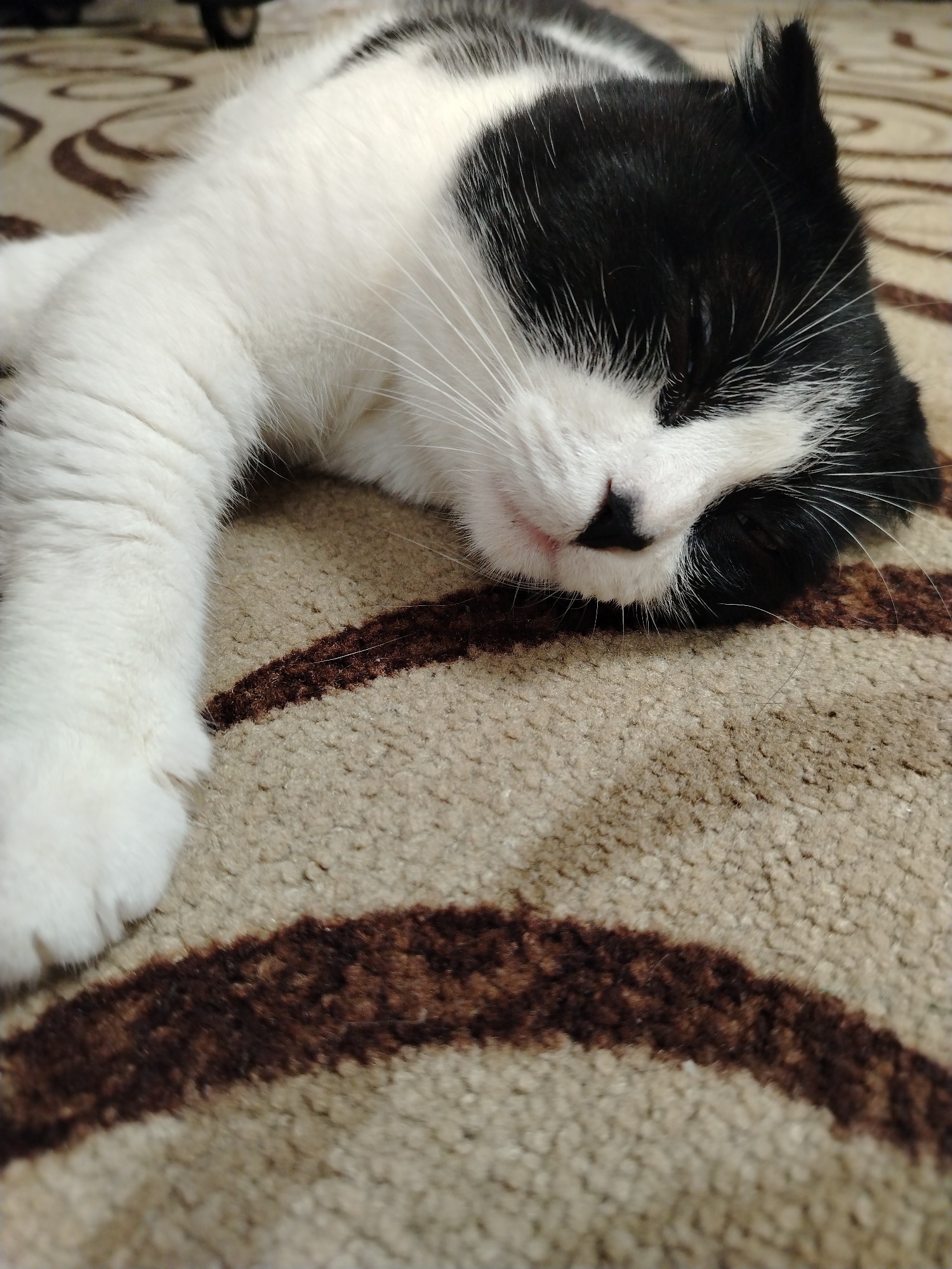 A black and white cat is sleeping on a carpet with brown and tan swirling patterns. The cat is lying on its side with its eyes closed and its left paw extended. The cat's fur is short and appears soft. The carpet has a thick pile and the pattern is evenly distributed. There are no people visible in the image. The image is taken from a close-up perspective, with the cat's face and paw being the main focus. The lighting is soft and natural. The location is not specified in the image but it appears to be an indoor setting.