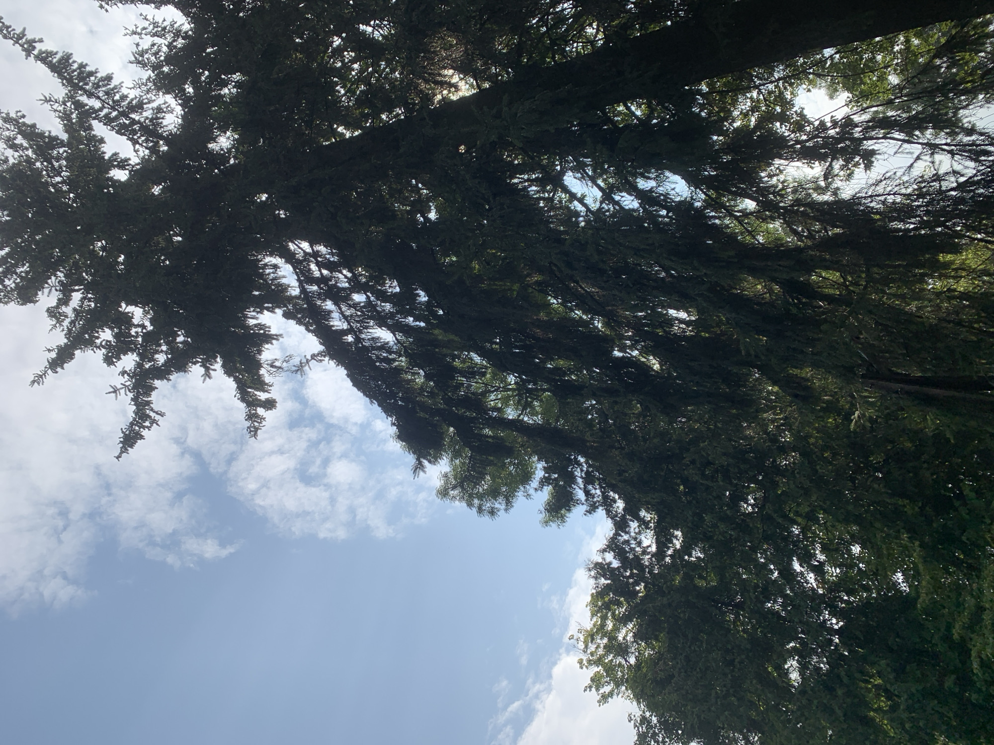 The image is a low-angle shot looking up at a large, dark green evergreen tree, likely a spruce or fir, with its branches reaching towards a bright blue sky dotted with fluffy white clouds. The tree fills most of the frame, obscuring much of the sky. Sunlight filters through the dense foliage in some areas, creating bright spots. To the left and bottom of the frame, glimpses of other green trees and foliage are visible, suggesting a wooded or park-like environment. The scene appears to be outdoors, possibly in a city park in Lviv, Ukraine, given the context. There are no people or specific objects identifiable beyond the natural elements. The overall impression is one of looking up through a dense canopy of trees on a clear day.