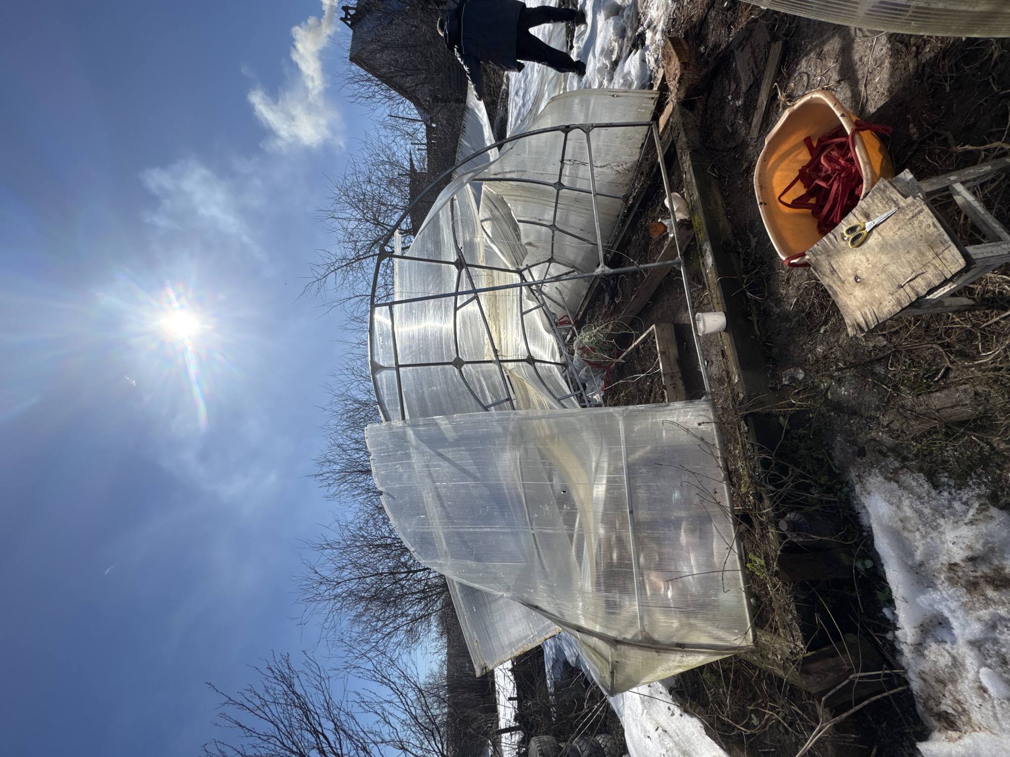 The image shows a damaged greenhouse in an outdoor setting, likely in a rural or suburban area. The greenhouse frame is made of metal and covered with clear plastic, some of which is torn or crumpled. Parts of the structure appear to be collapsed. Nearby, there's a yellow bucket containing red fabric and a pair of scissors. A wooden plank rests next to the bucket, and melting snow is visible on the ground. Bare trees are visible in the background against a blue sky with a bright sun. A person in dark clothing is partially visible, standing near the edge of the greenhouse. The scene is likely in Фоки, Russia.