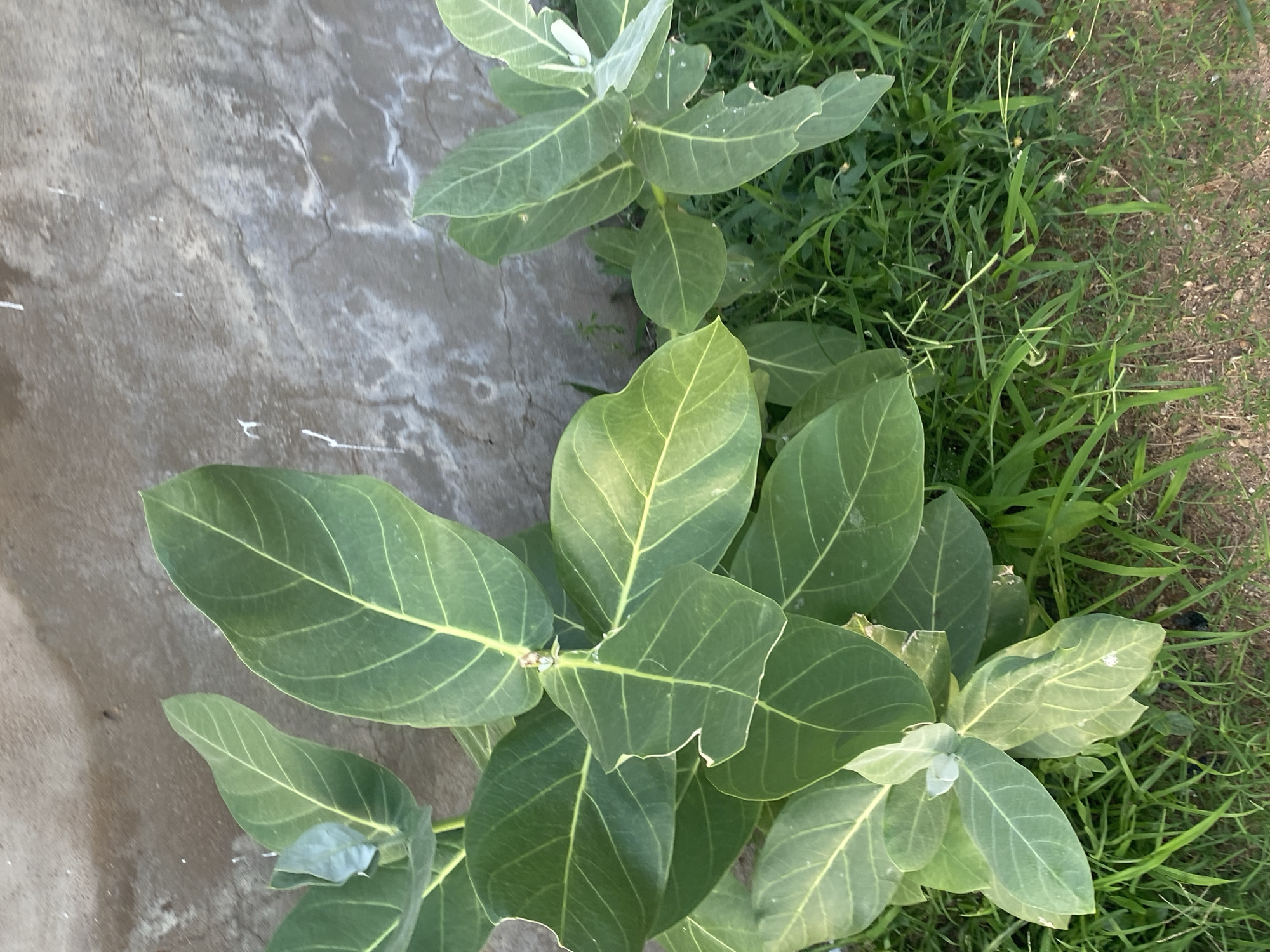 A vertical shot captures a large plant with broad, green leaves with yellow veins, standing next to a rough, grey, concrete wall. The plant has multiple stems and branches, with some leaves appearing slightly wilted. Green grass and brown soil are visible at the base of the plant, suggesting an outdoor environment. The lighting indicates it is daytime. The scene is devoid of any people or animals.
