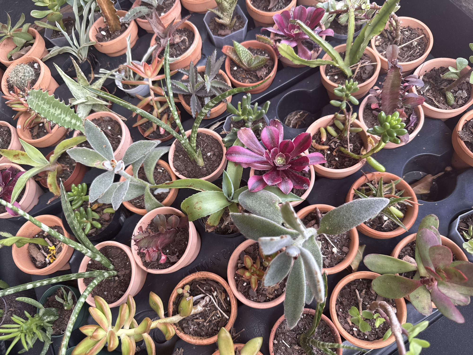 The image shows a collection of potted succulents arranged in a black plastic tray. The pots are primarily terracotta, with a few gray plastic pots also visible. The succulents vary in size, shape, and color, including green, red, and gray varieties. Soil is visible in the pots. The scene is likely located in Davie, Florida, United States of America.