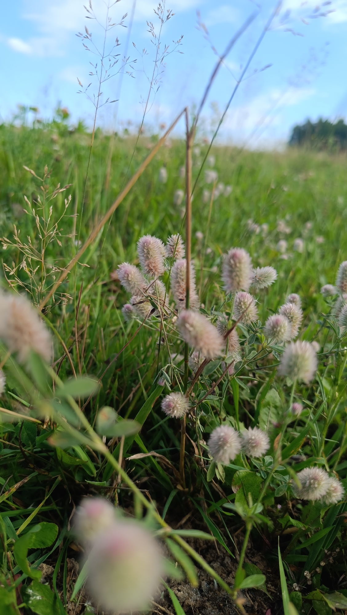 A close-up, low-angle shot captures a field of fluffy, pinkish-white flowers with green grass and stalks in Karsha, Russia. The sky above is a light blue with some white clouds. The foreground is slightly blurred, drawing focus to the plants in the mid-ground and background. The scene appears to be a natural, outdoor environment.