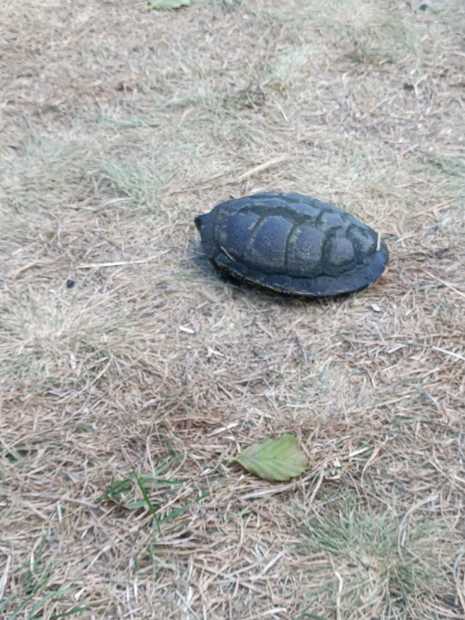 In Zahrebellia, Ukraine, a dark-shelled turtle rests on a dry, grassy ground. The turtle's shell has a pattern of raised segments, giving it a textured appearance. The surrounding environment is composed of straw-colored grass, interspersed with occasional patches of green. A single green leaf lies on the ground to the right of the turtle. The overall scene suggests an outdoor, natural setting.