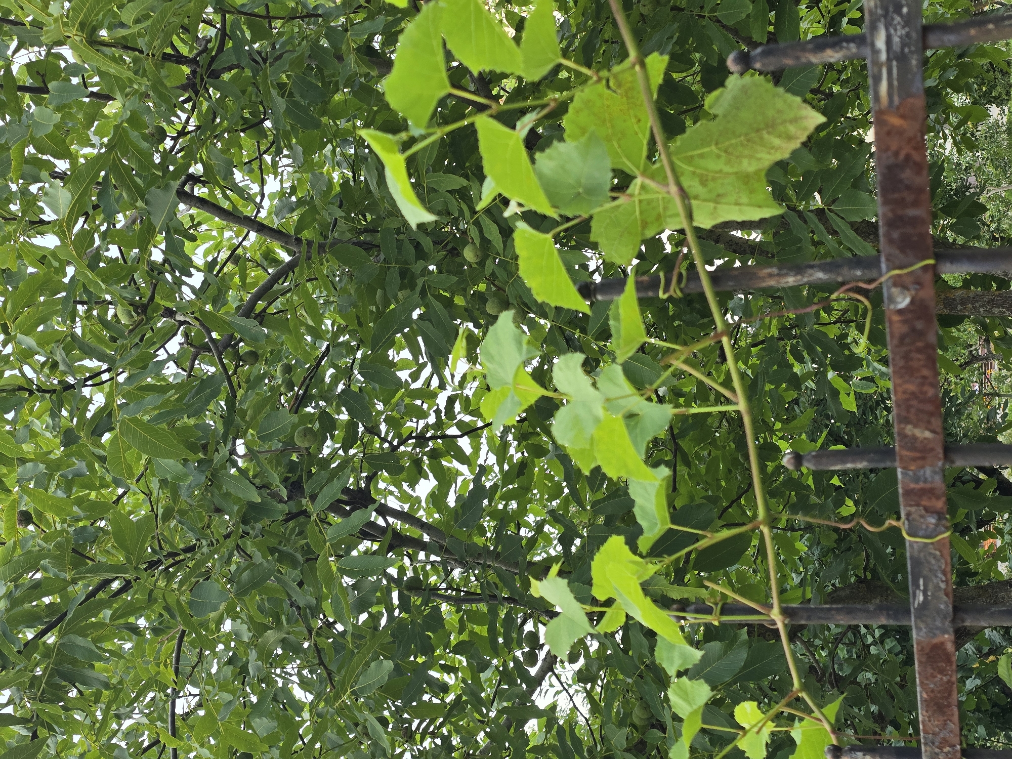 The image shows a close-up view of a rusty metal fence with green vines growing over it. In the background, there is a dense green tree with visible green fruits, possibly walnuts. The scene is set outdoors with natural lighting, suggesting it was taken during the daytime. The overall impression is of a garden or a backyard in a residential area. It's not possible to determine the exact location within Vyshneve, Ukraine, from the image alone.