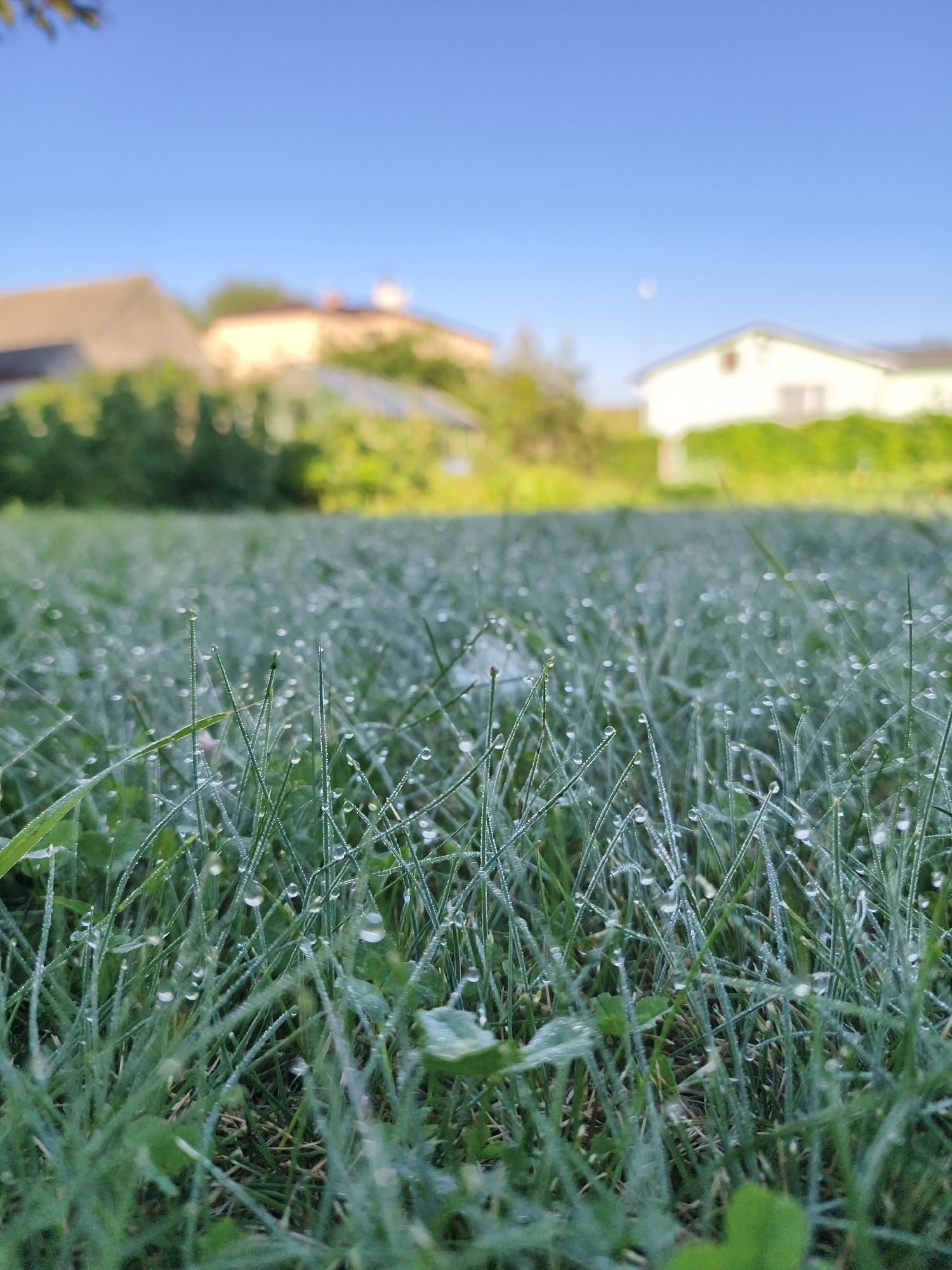 The image shows a close-up view of wet grass with dew drops clinging to the blades. The foreground is dominated by the lush green grass, with individual blades clearly visible and adorned with numerous small, glistening water droplets. The background is softly blurred, depicting houses and greenery under a clear blue sky. There is a faint hint of the moon visible in the sky. The scene appears to be an outdoor residential area, possibly a backyard or a park, in the city of Tczew, Poland. No people or animals are present in the image. The lighting suggests it is early morning or late evening, given the soft light and dew.