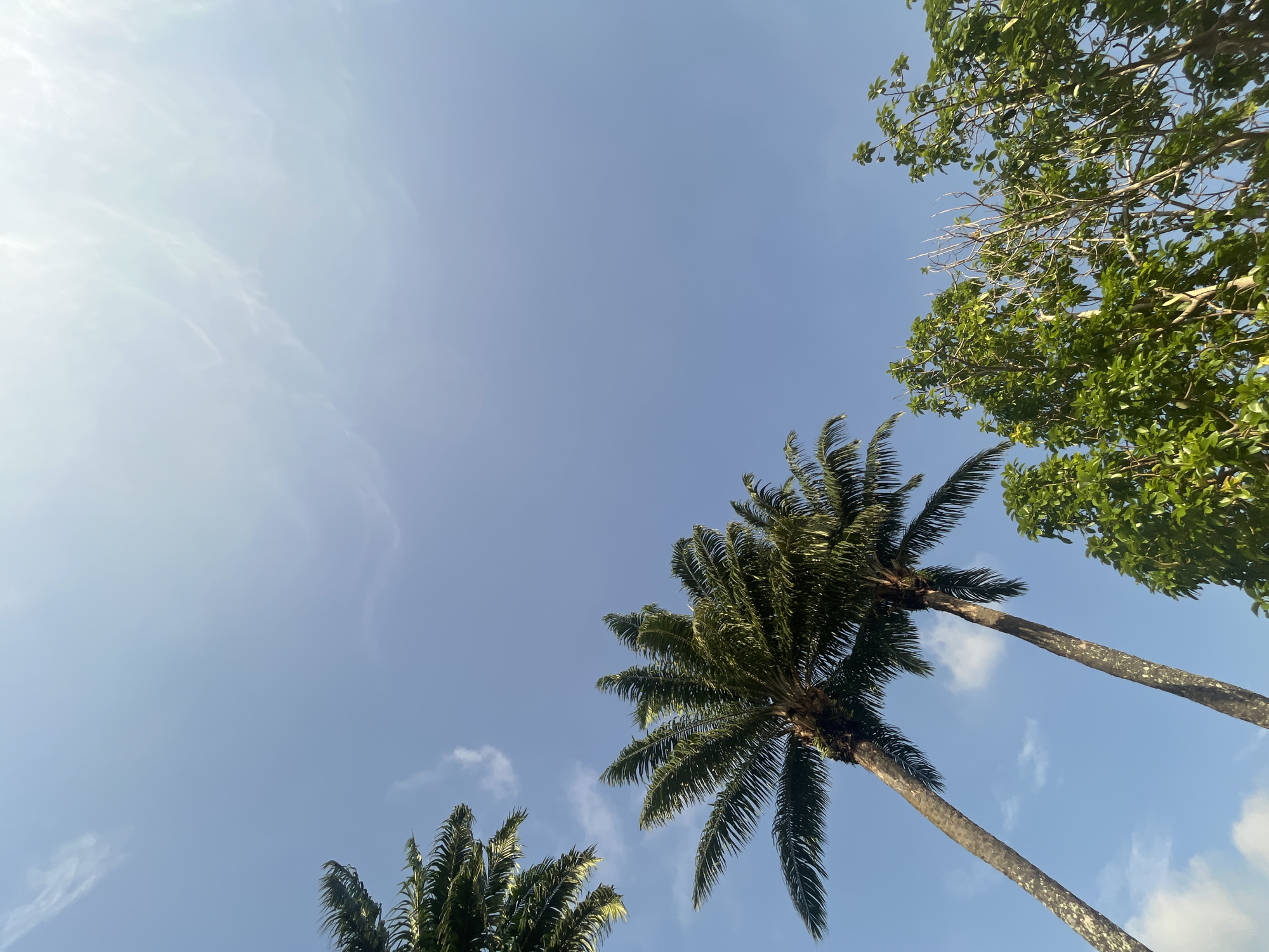Looking upwards, the scene captures a blue sky interspersed with wisps of clouds. The foreground features several palm trees with green fronds reaching into the sky. At the top right corner, a broader tree with dense green foliage is visible. The location is Ikot Ekpene, Nigeria.