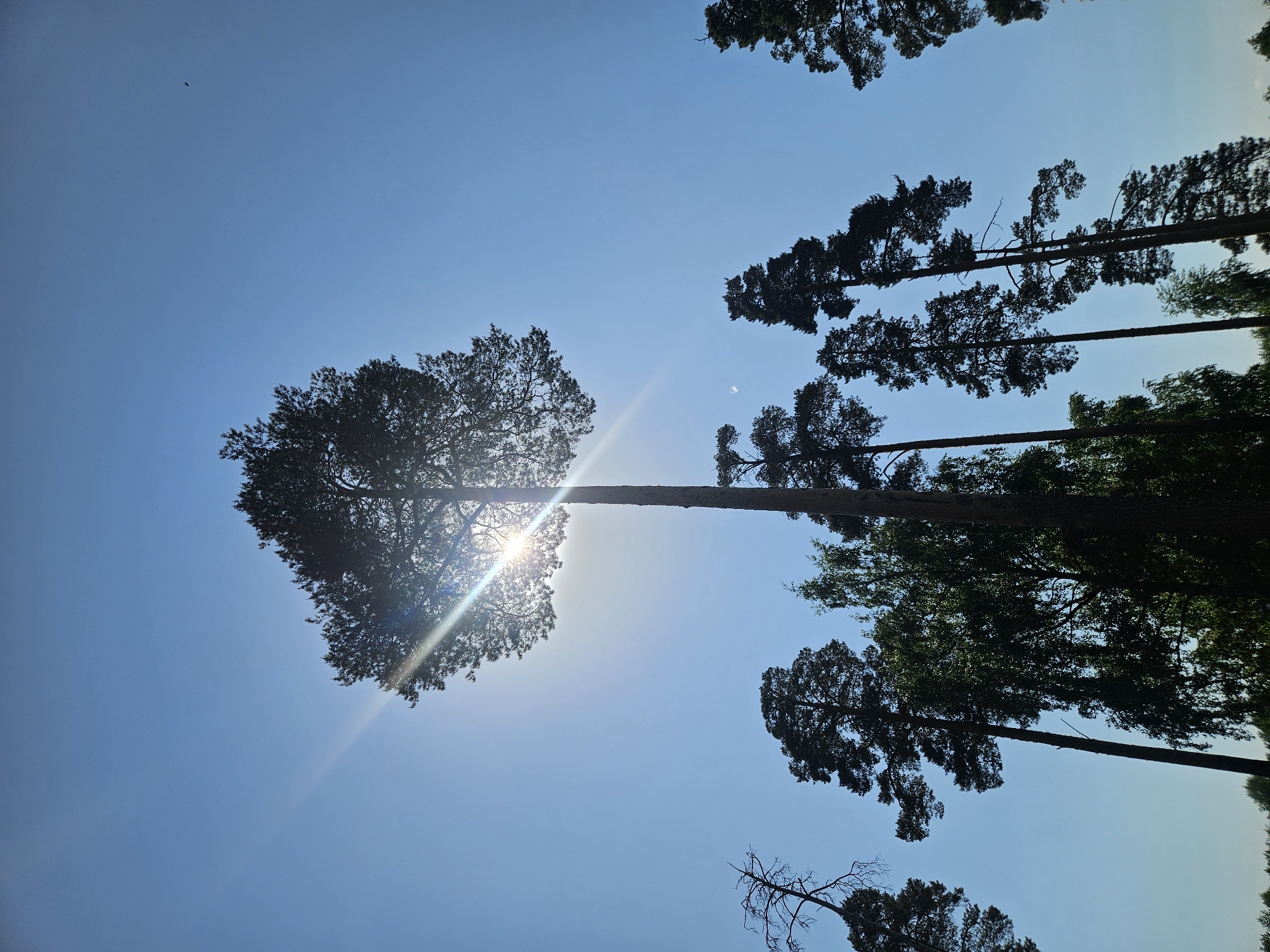 The image shows a view looking up through a forest canopy against a clear blue sky. Several tall trees are visible, with sunlight streaming through the leaves of one prominent tree on the left. The silhouettes of other trees frame the upper and right edges of the image. A small, dark object, potentially a bird or insect, is visible high in the sky. The location is Malakhovka, Russia.