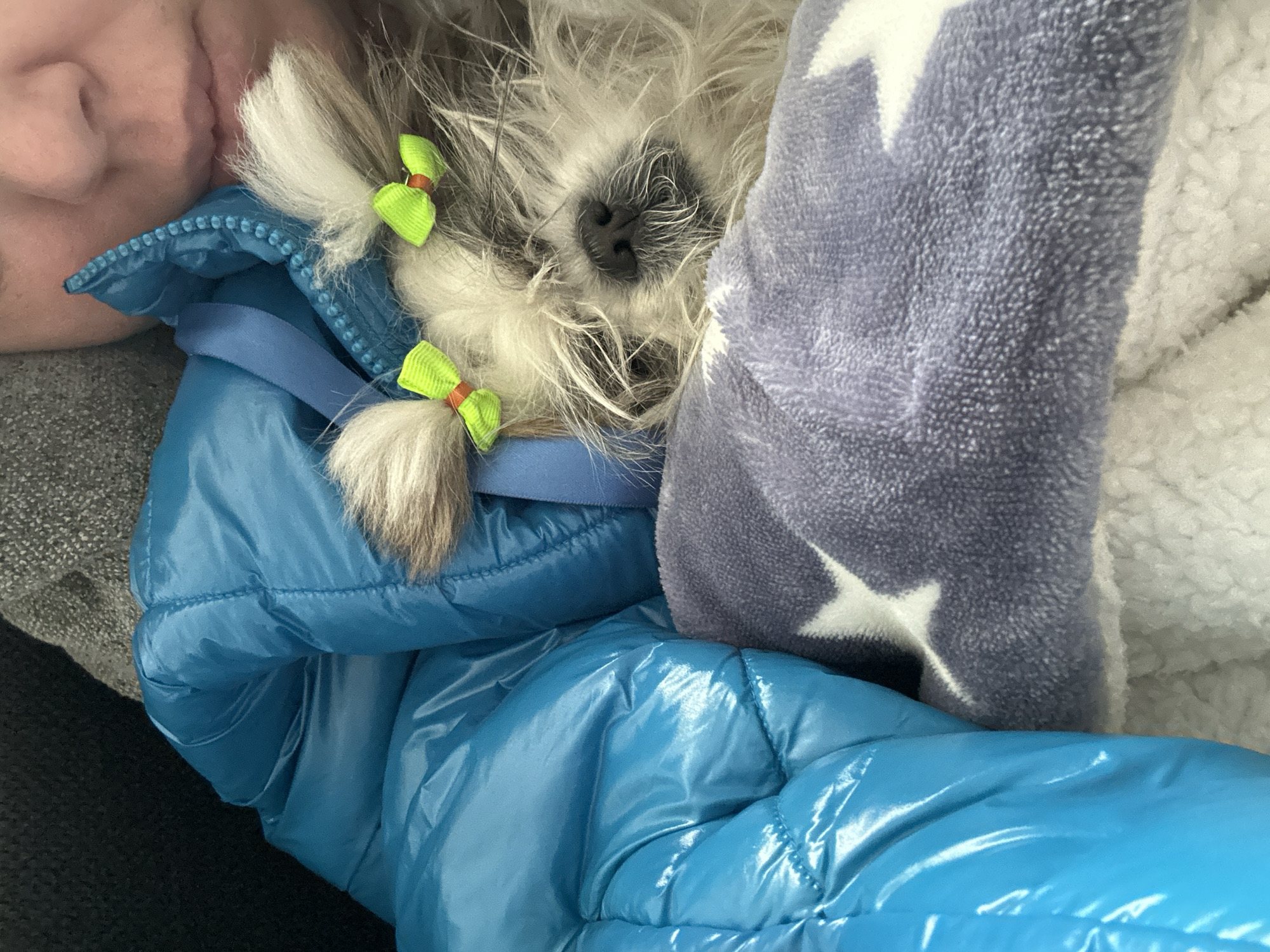 This close-up, high-angle shot captures a cozy and intimate scene featuring a small dog nestled comfortably indoors. The main subject is a shaggy-haired dog with light grey and white fur, prominently displaying a black nose and muzzle. Two bright green bows with orange centers are tied into its head fur, adding a playful touch. The dog appears to be sleeping or resting peacefully, eyes unseen.
To the left, a portion of a person's head, specifically an ear and cheek, is visible, suggesting they are lying down next to or cuddling the dog. The dog is partially covered by a shiny, bright blue quilted jacket or coat, which reflects light. Above and to the right of the dog, a soft, textured grey blanket with white star patterns is draped, further enveloping the animal. Behind this blanket, a fluffy white material, possibly another blanket or lining, is visible. On the far left, a dark grey, textured surface, likely a couch or carpet, forms the background.
The overall impression is one of warmth, comfort, and affection, with the subjects snuggled together in a peaceful moment. The image does not provide explicit time-of-day or weather cues, but the layers of blankets and the jacket suggest a desire for warmth. This scene takes place in Tbilisi, Georgia. No visible text is present in the image.