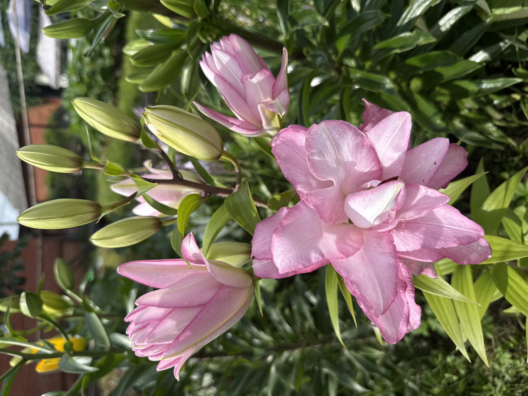 The image shows a cluster of pink lilies in bloom, with several unopened buds visible. The flowers are a delicate shade of pink, with some darker pink streaks on the petals. The lily in the foreground is fully open, revealing its intricate petal structure. The leaves are a vibrant green. In the background, there are hints of other foliage and a building with a grey roof. The scene appears to be an outdoor garden setting, likely in the village of Khokhryaki, Russia, given the context provided. The lighting suggests it is a sunny day.