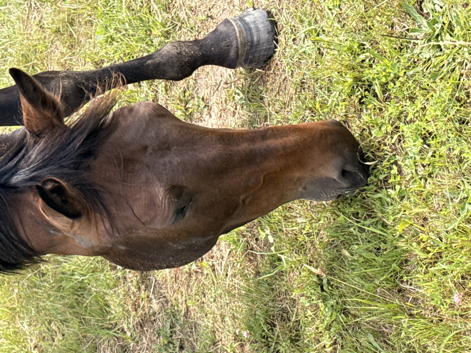 A close-up, vertical shot captures a brown horse grazing in a grassy field under natural lighting. The horse's head is lowered towards the ground, its mouth obscured by the grass. Its left eye is partially visible and closed. The horse has a dark mane and ears. A portion of its right front leg, including a dark hoof with visible hoof rings, is visible to the right of its head. The ground is covered in green grass, with some dry patches and a few small pink and white flowers. The background is a blur of more green grass, suggesting an outdoor setting. The image is likely from the city of Galinė, Lithuania, given the grassy terrain and typical rural scenery.