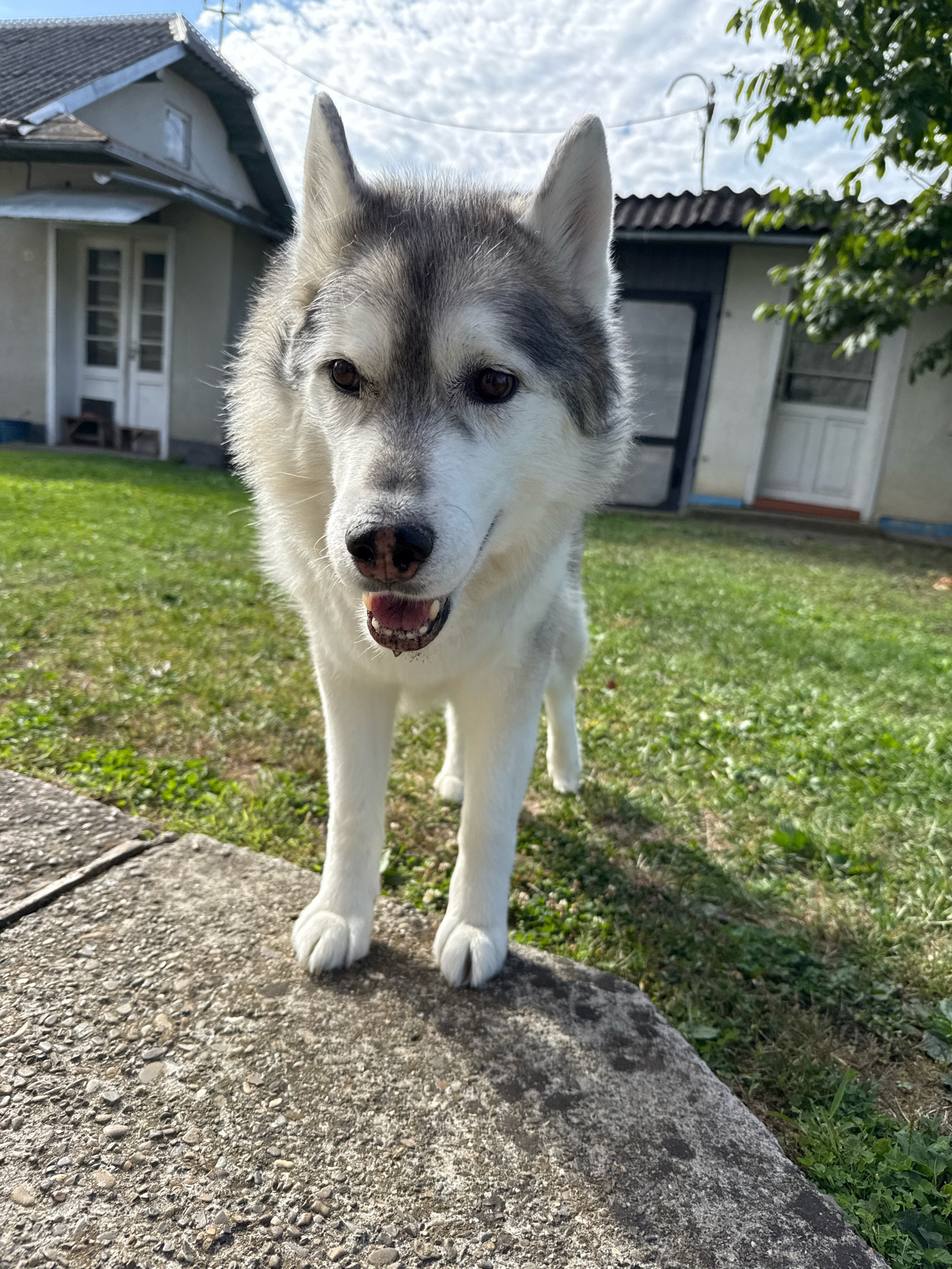 A Siberian husky dog stands on a concrete ledge outdoors. The dog is facing the camera with its mouth slightly open, panting. The dog has grey and white fur with erect ears and brown eyes. In the background, there are two houses, one with a grey roof and the other with a white facade and a dark roof. The houses appear to be in a rural or suburban setting. The ground is covered with green grass. The sky is cloudy.