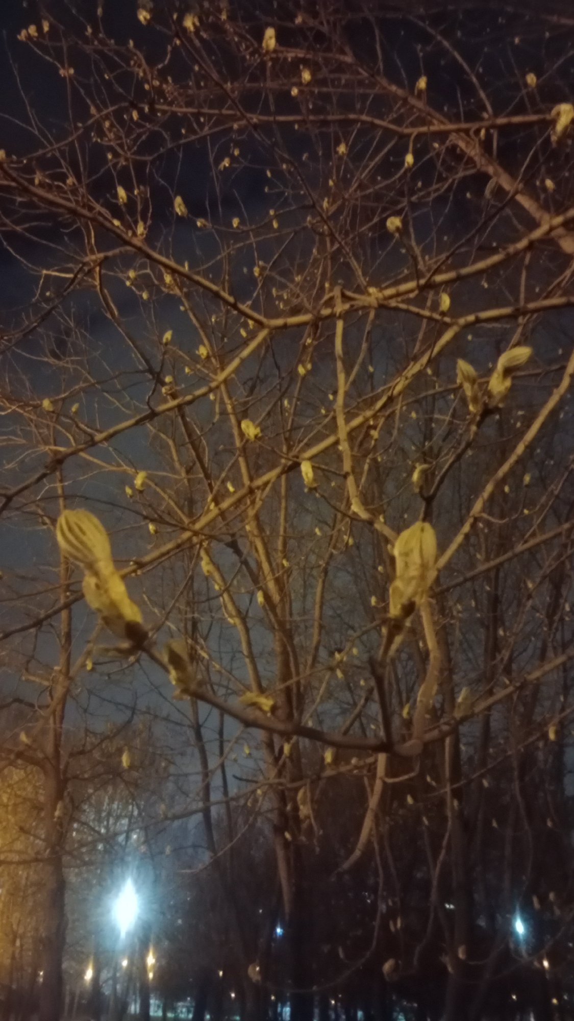 The image portrays a tranquil night scene in a park, likely in Moscow, Russia. The foreground is filled with a dense network of tree branches, largely bare but conspicuously dotted with numerous small, light-colored buds or nascent leaves, indicating the early stages of spring. These branches are bathed in a warm, golden light, suggesting illumination from nearby artificial sources.
In the mid-ground and background, additional trees with similar leafless branches recede into the darkness. Several streetlights are visible in the distance, appearing as blurred, glowing orbs that cast a soft illumination on parts of the park's deeper sections and pathways. The sky above is dark, confirming the time of day as night or late evening.
No people or specific activities are visible in the scene, which emphasizes a sense of peaceful solitude and the quiet awakening of nature. The image focuses on the intricate details of the budding trees against the dim backdrop of the night park. There is no visible text.
