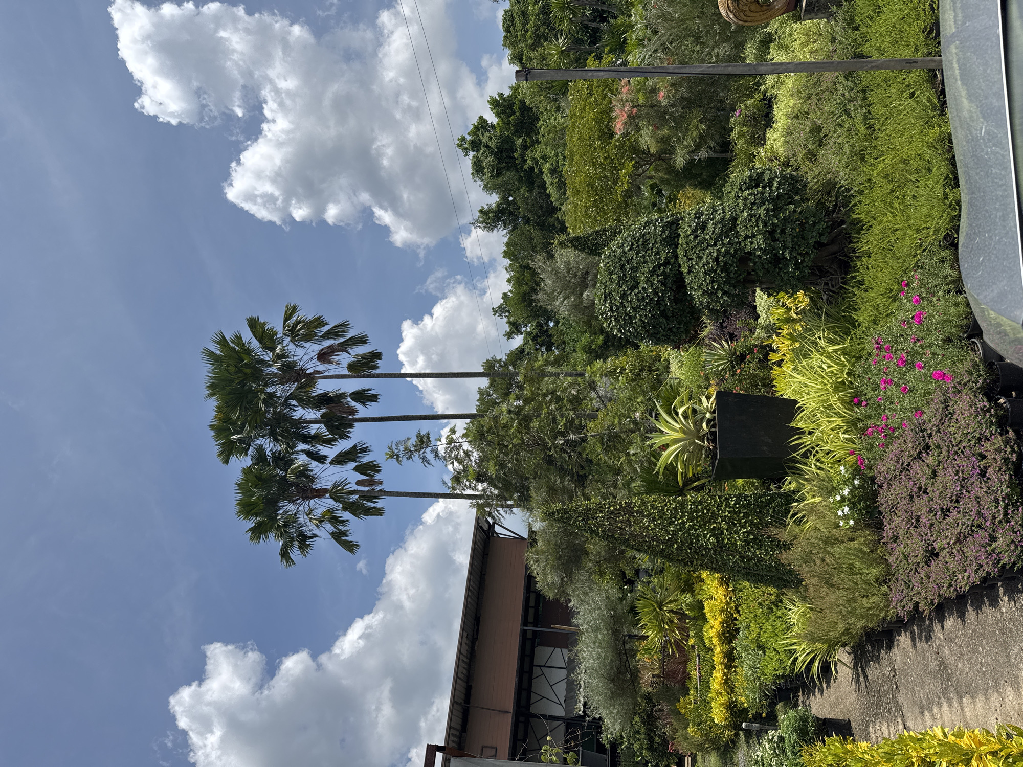 This is a photograph of a lush garden nursery located in Kathu, Thailand. The foreground features a paved walkway bordered by an array of potted plants, including vibrant yellow foliage, delicate pink and white flowers, and dense green bushes. Further back, a variety of plants are meticulously arranged, including a tall, conical evergreen and a rounded, sculpted bush. In the background, a modern building with a brown facade and a slanted roof is visible, partially obscured by dense greenery. Towering palm trees stretch towards a bright blue sky dotted with fluffy white clouds. The overall scene conveys a sense of a well-maintained and thriving horticultural space on a clear, sunny day. There are no people visible in the image.