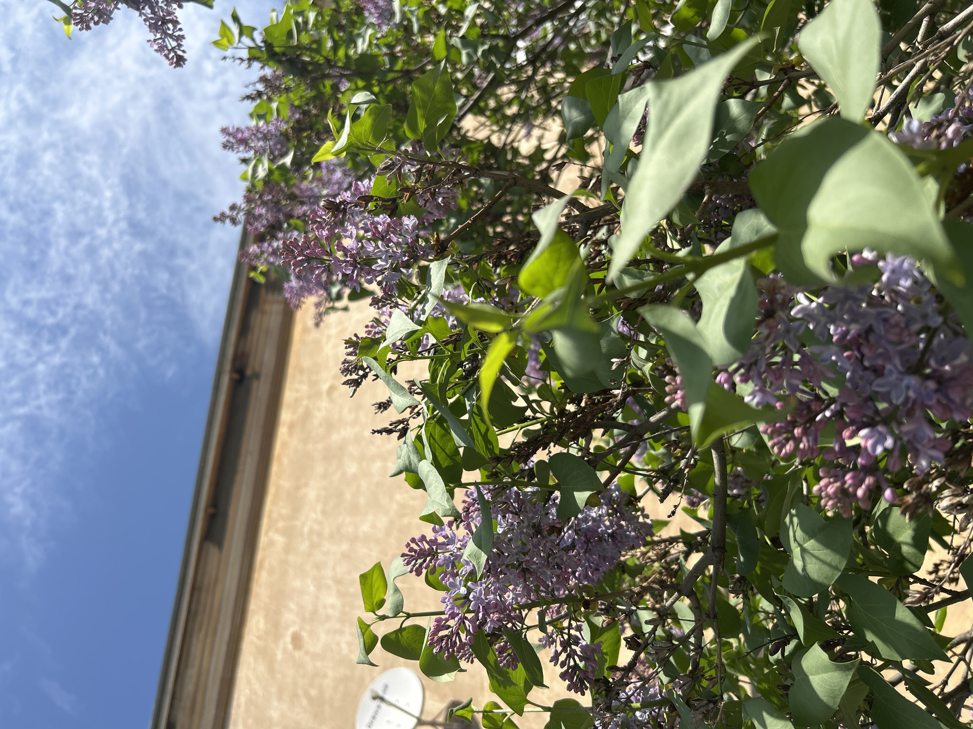The image depicts a close-up, upward-angled view of a flowering lilac bush in bloom. The blossoms are a soft purple hue and are interspersed with green leaves. In the background, a light-yellow building is partially visible, alongside a patch of blue sky with scattered clouds. A satellite dish is visible near the bottom of the frame, mounted on the side of the building. Based on visual clues, including architectural style and plant species, it can be inferred that the photo was taken in a temperate climate. The location of Izhevsk, Russia is based on information provided to me and cannot be verified based on the image.