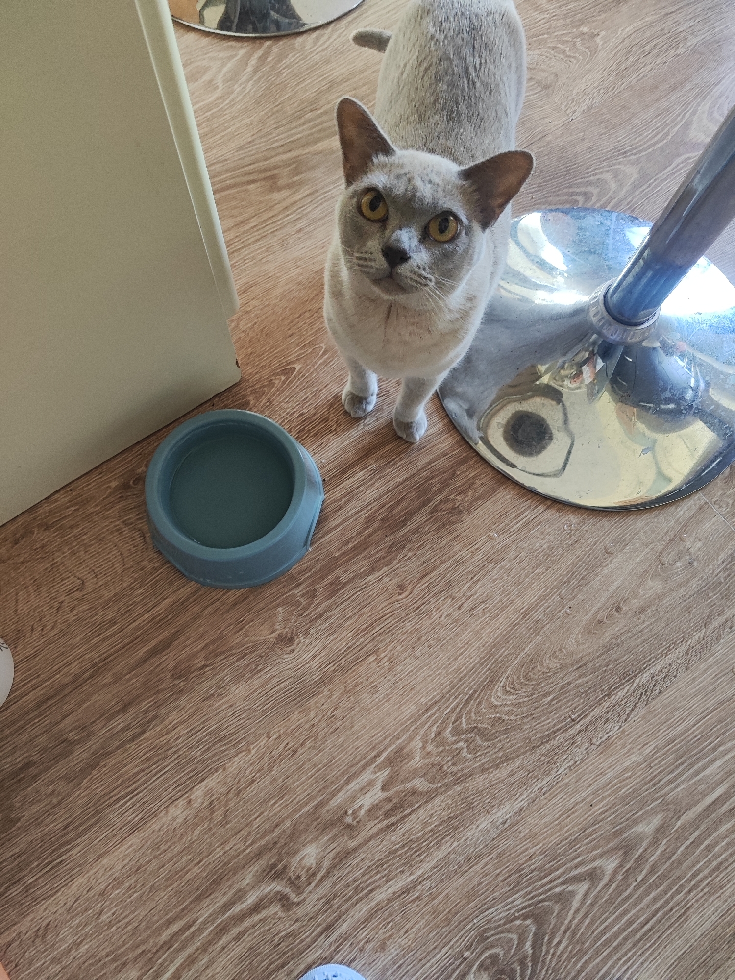 A light grey cat with yellow eyes stands on a wooden floor next to a blue water bowl. The cat is looking up at the camera. In the background, a metal chair leg and a reflective surface are visible. The scene appears to be indoors, possibly in a home. The image does not provide information about the location in Gvardeysk, Russia.