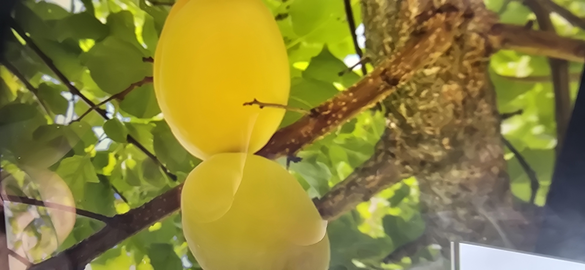 The image shows two ripe apricots hanging from a tree branch. The apricots are a bright yellow color and appear to be smooth-skinned. They are positioned close together, with one slightly overlapping the other. The branch is brown and rough, with small protrusions. Behind the apricots, there are green leaves and dappled sunlight, suggesting an outdoor setting. The image is taken from a low angle, looking up at the fruit. The background is blurred, highlighting the apricots as the main subject. The overall impression is one of a natural, sun-drenched fruit tree.