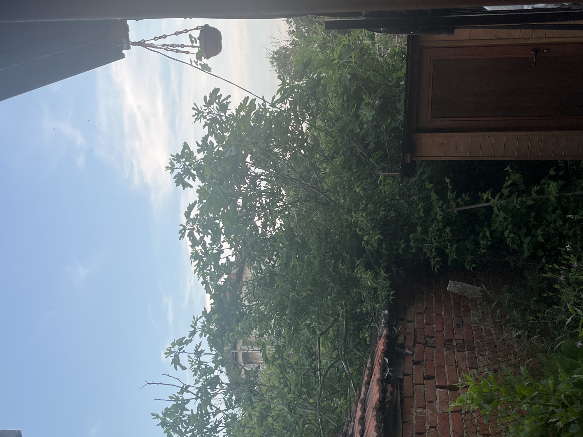 This image depicts an outdoor scene in Varshilo, Bulgaria, under a light blue sky with sparse, wispy white clouds. The foreground and midground are dominated by dense green foliage, primarily large-leafed trees, some resembling fig trees, and various bushes.
On the far right, a dark, angled structural element, likely an overhang or roof edge, is visible, from which a brown potted plant is suspended by metal chains and rope. Below this, a light-colored wooden shed with horizontal plank siding is positioned. The shed features a dark brown, vertically paneled door with a visible handle on the right side.
In the lower left quadrant, a brick wall with an aged, red-tiled roof is present. The bricks exhibit signs of wear and minor damage. In front of this wall, a section of wire mesh fencing is visible, partially obscured by foreground vegetation, along with a light-colored, possibly concrete or weathered wooden post.
Through the dense tree cover in the upper-middle background, a light-colored building, appearing to be a house or larger structure, is partially visible. Sections of its upper facade and what appear to be window frames or arched openings can be discerned through the leaves. No individuals are present in the scene, and no discernible actions or interactions are occurring.