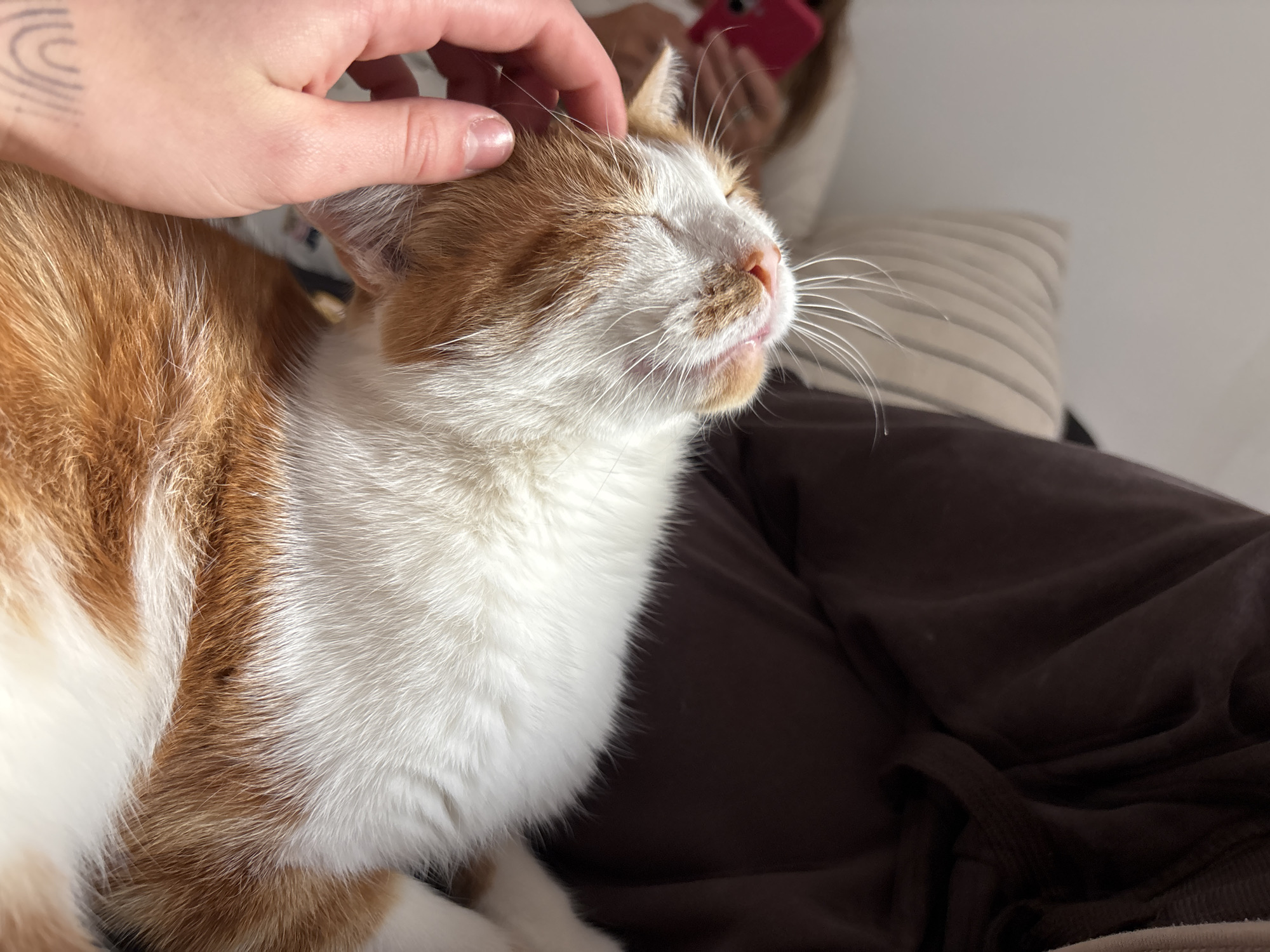 A person is petting an orange and white cat. The cat is lying on a brown surface, possibly a lap or a cushion. The person's hand is on the cat's head, and the cat's eyes are closed as if enjoying the petting. In the background, there is a person holding a pink cell phone and a pillow. The location is unknown. Trelew, Argentina is not visually confirmable in the image.