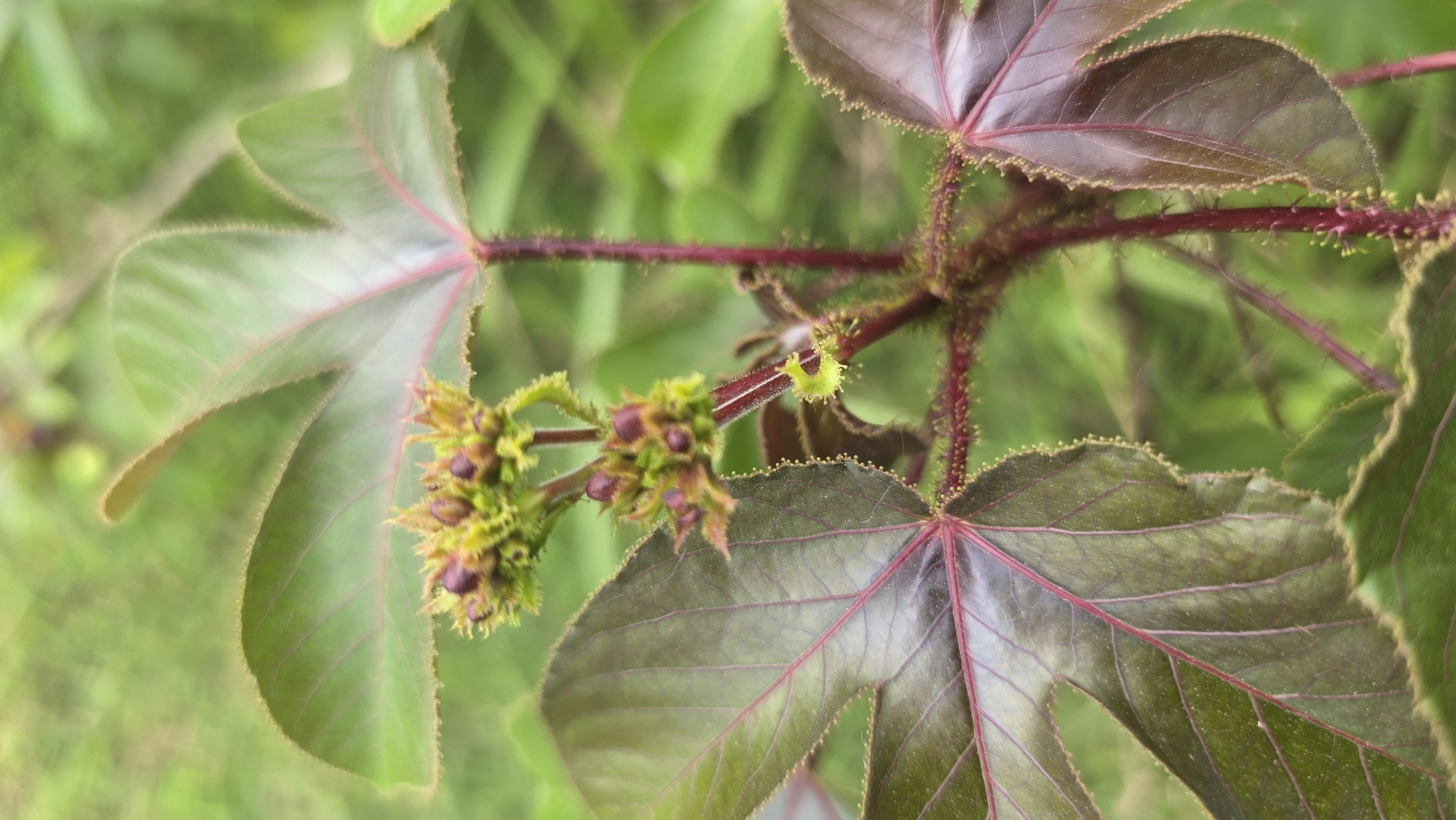 The image shows a close-up of a plant with distinctive leaves and budding flowers. The leaves are lobed, with a combination of green and burgundy coloration, and toothed edges. Veins are prominent on the leaf surfaces. The stems are reddish and covered in fine hairs. The flowers are clustered and appear to be in the early stages of development, exhibiting a green and burgundy hue. The background is blurry, suggesting other greenery. This plant, based on leaf and flower structure, is a Jatropha gossypiifolia. The location is Lhokseumawe, Indonesia.