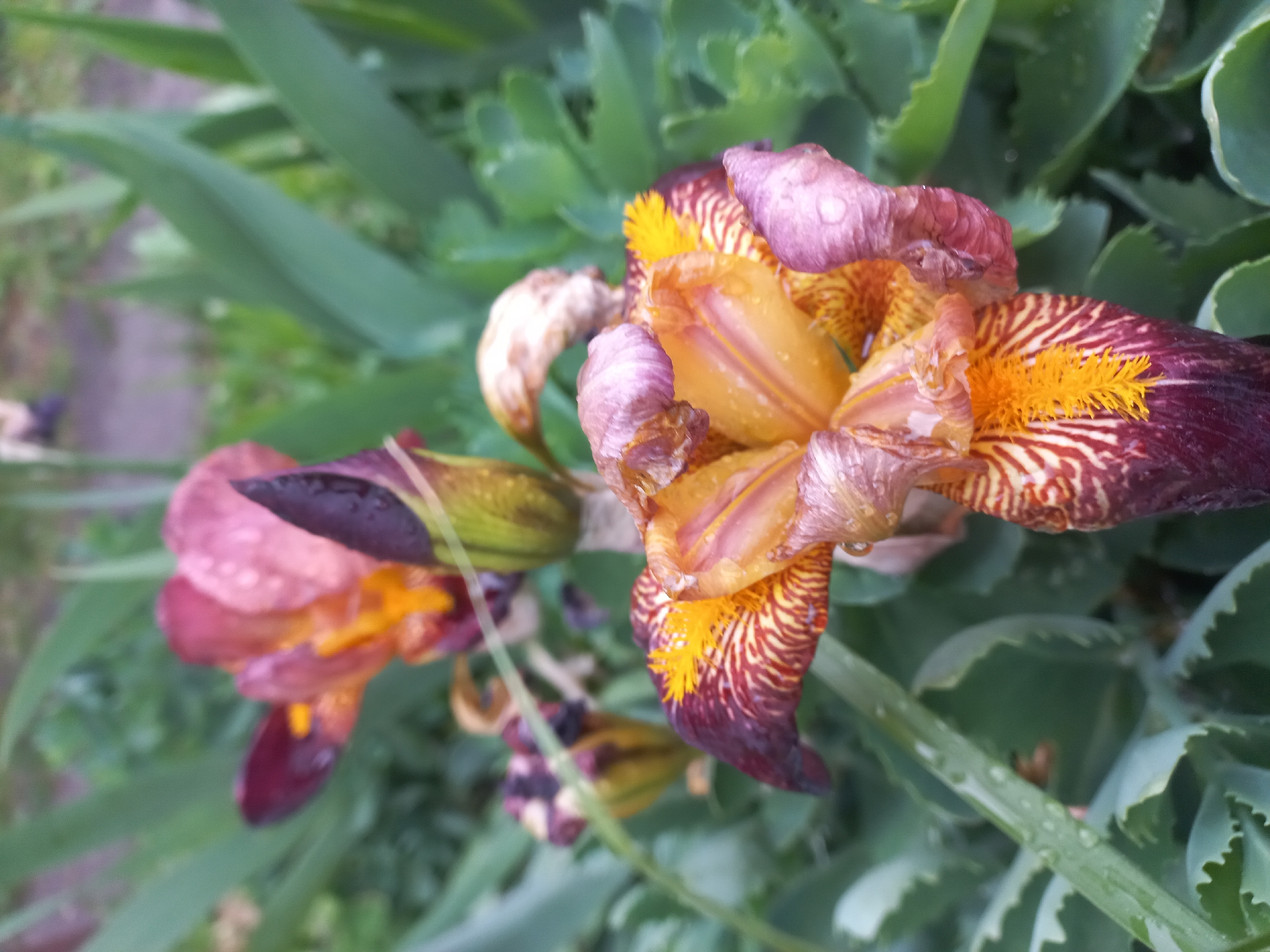 The image shows two irises in an outdoor setting. The larger iris, located slightly to the right and in the foreground, has petals that are a mix of gold, brown, and purple. There is a striped pattern in brown and orange with a textured yellow crest on three petals. Droplets of water are visible on the petals. Behind and to the left of the larger iris is another iris with pink and purple tones, also exhibiting droplets. The irises are surrounded by green foliage of other plants, with both broad and narrow leaves visible. The scene is likely a garden, although the specific location within Kyiv, Ukraine, is not discernible from the image alone.