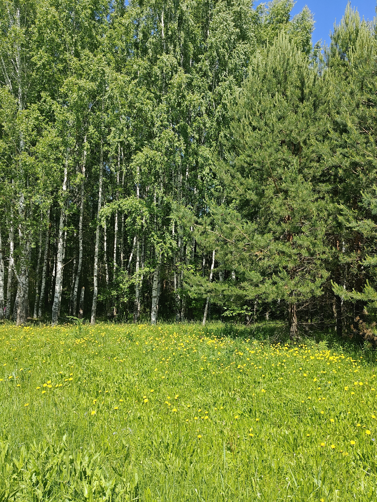 This image depicts a vibrant, sunlit natural landscape within the city of Chaikovsky, Russia. The foreground is dominated by a expansive field of lush green grass, densely dotted with numerous yellow dandelions in full bloom. The grass shows varying heights and textures. In the background, a distinct tree line forms the boundary of the field. The left half of the tree line consists of numerous tall, slender deciduous trees, identified as birches by their characteristic white bark and bright green foliage. The right half of the tree line is comprised of dense coniferous trees, specifically pines, with darker green, needle-like leaves and more robust branches. A clear, brilliant blue sky is visible above the tree canopy, particularly on the right side. No individuals, animals, or man-made objects are present in the scene. The overall lighting suggests a clear, sunny day.