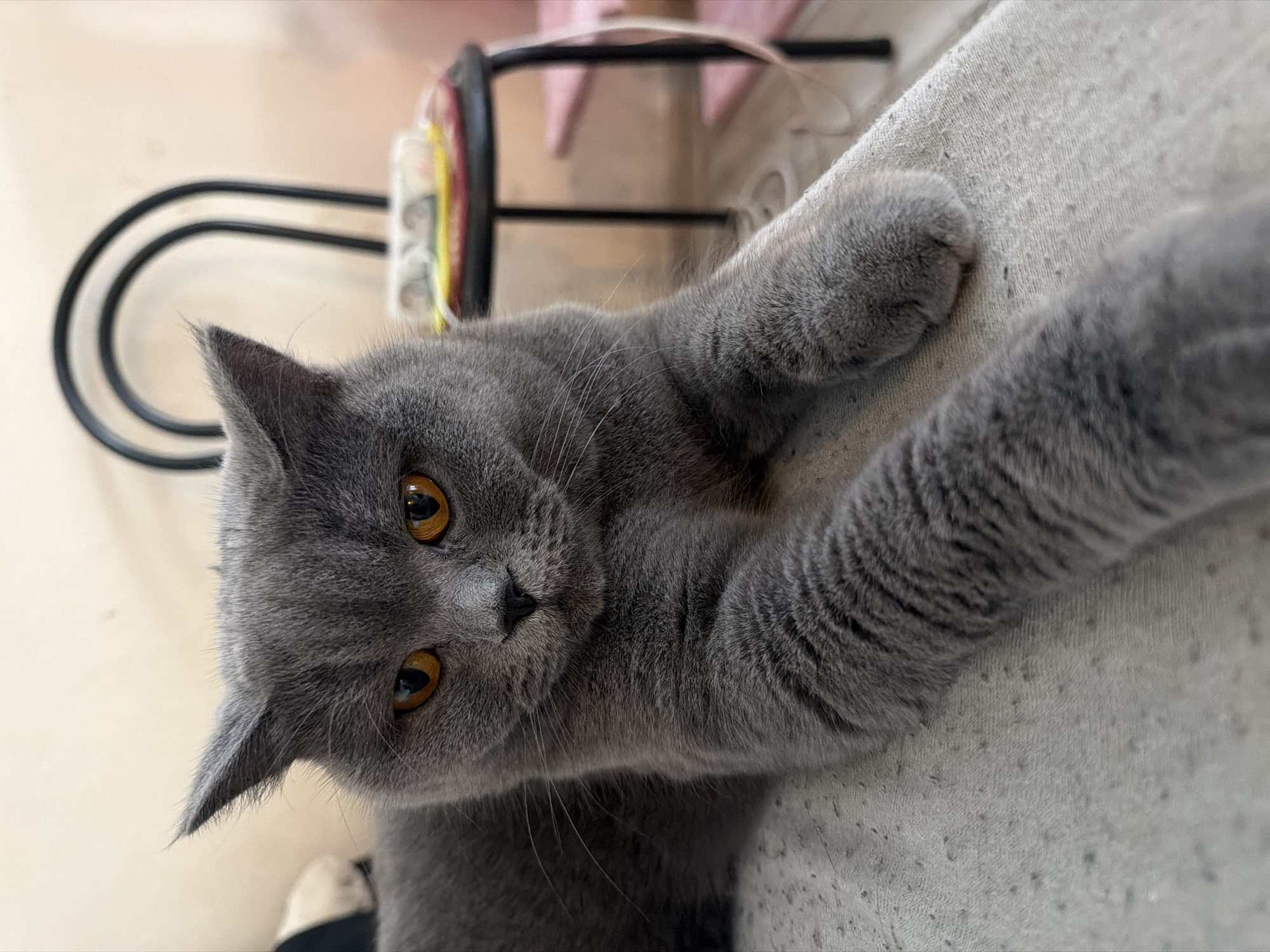 A close-up shot features a grey British Shorthair cat with striking orange eyes, lying down on a textured, light-colored surface. The cat is positioned in the foreground, with its front paws extended forward, one resting slightly ahead of the other. The background is blurred, showing a dark, curved metal chair and a small, round table with some colorful items on it. The overall lighting suggests an indoor environment, possibly a home. The image does not provide any specific visual cues that would allow for determination of its location within Szczecin, Poland.
