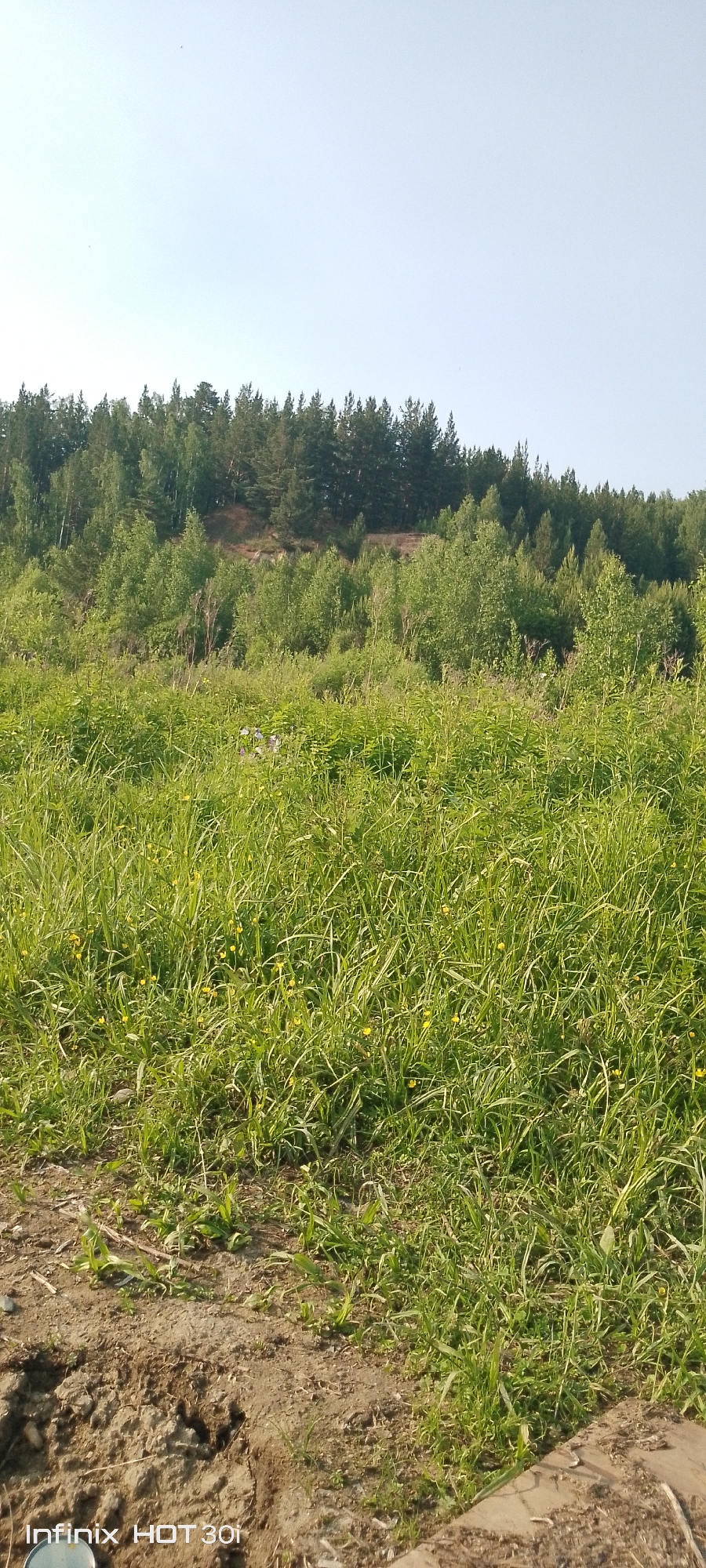 The image shows a vast, overgrown field in Kedrovy, Russia, characterized by tall, lush green grass interspersed with small yellow wildflowers. The field extends upwards to a sloping hillside covered in dense green foliage and trees. The terrain appears natural and undeveloped, with no visible man-made structures or paved surfaces within the frame, except for a watermark in the lower left corner that reads "Infinix HOT 30i". The sky above is clear and pale blue. The overall impression is one of an untamed natural landscape.