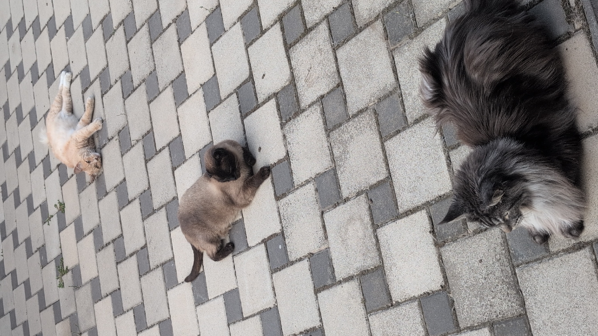 Three cats are resting on a patterned paver stone patio. In the foreground, a large, dark grey cat with long fur, possibly a Maine Coon, is lying down and looking to the left. In the middle ground, a Siamese cat with dark points on its face and ears is lying down and looking to the right. In the background, a fluffy, light orange cat is lying on its side, facing away from the camera. The patio is made of rectangular and square pavers in alternating shades of grey and beige. There are a few small weeds growing between the pavers. The scene is outdoors, and the lighting suggests it is daytime. There is no indication of the city of Izmail, Ukraine, or any other specific location within the image itself.