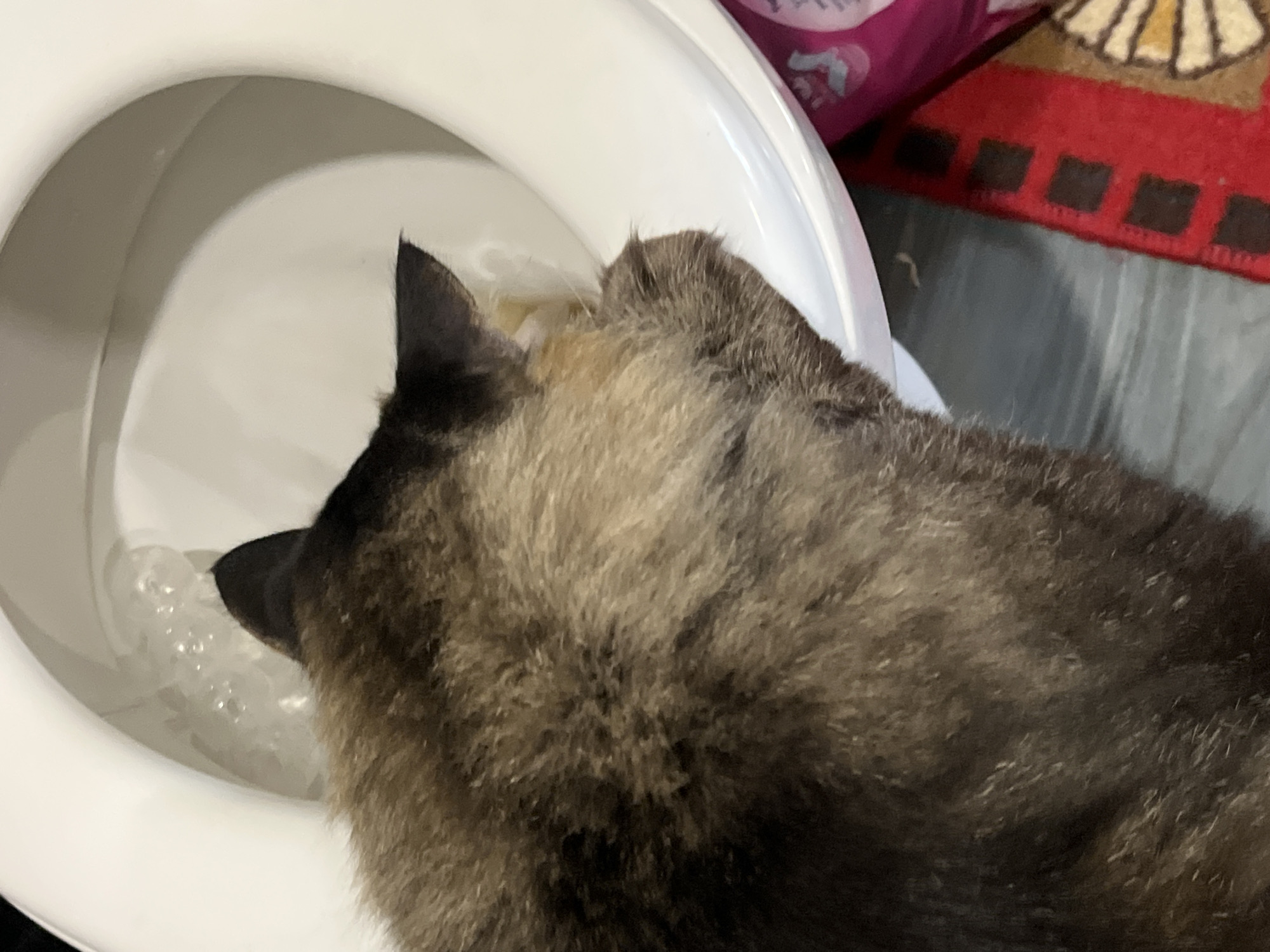 A brown and black cat is drinking from a toilet bowl. The cat's head and back are visible, with its face partially obscured by the toilet rim. The toilet bowl is white ceramic and contains clear water with some bubbles. The background shows a red and black patterned rug and a pink object, possibly a cleaning product. The image appears to be taken indoors. There is no information about the city of Krasnyye Barrikady, Russia, or any other location.