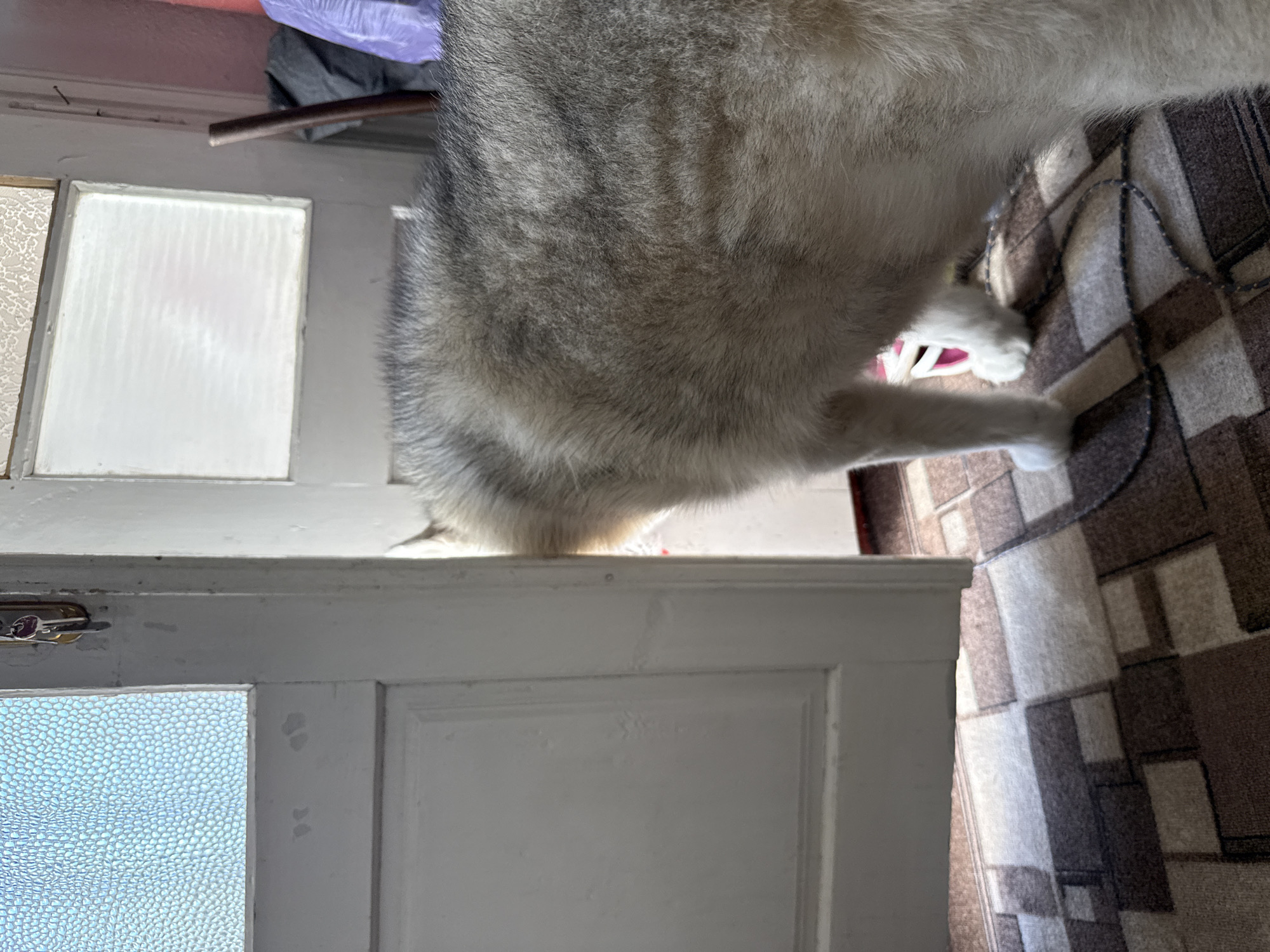 A medium shot captures the hindquarters of a husky as it peeks through a slightly ajar white door. The dog's fur is a mix of gray and white, with darker markings visible. The door itself is old and appears to be made of wood, with a frosted glass panel at the top. The interior of the room is partially visible, showing a patterned carpet in shades of brown and beige, and some indistinct objects in the background. The lighting suggests it is daytime, with sunlight streaming in through the frosted glass. The scene is indoors, possibly in a home.